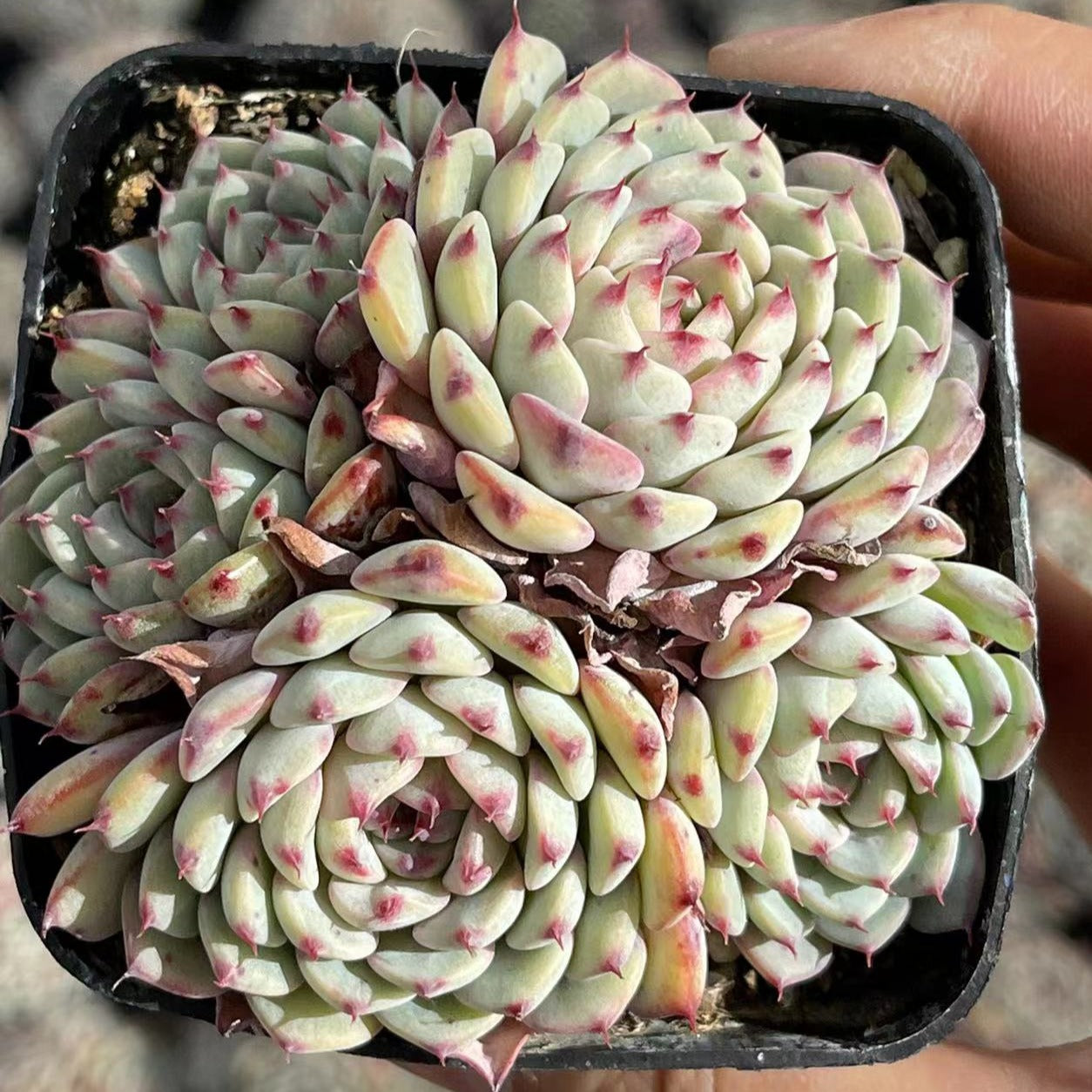 Echeveria Minima Cluster - Senyang Horticulture