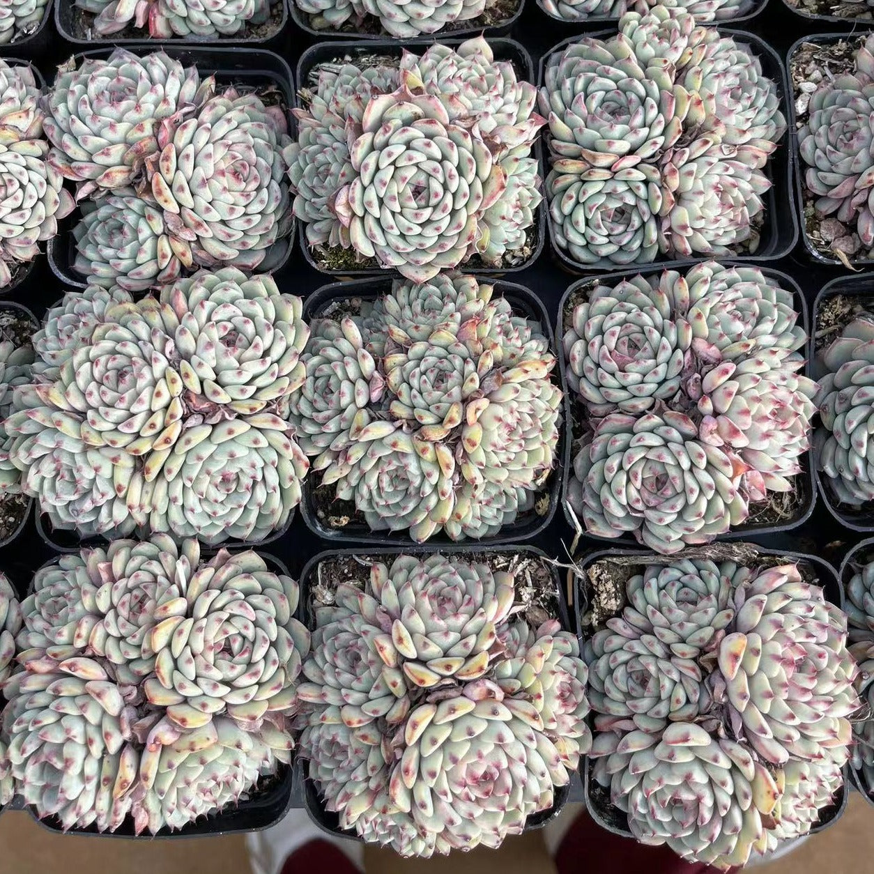 Echeveria Minima Cluster - Senyang Horticulture