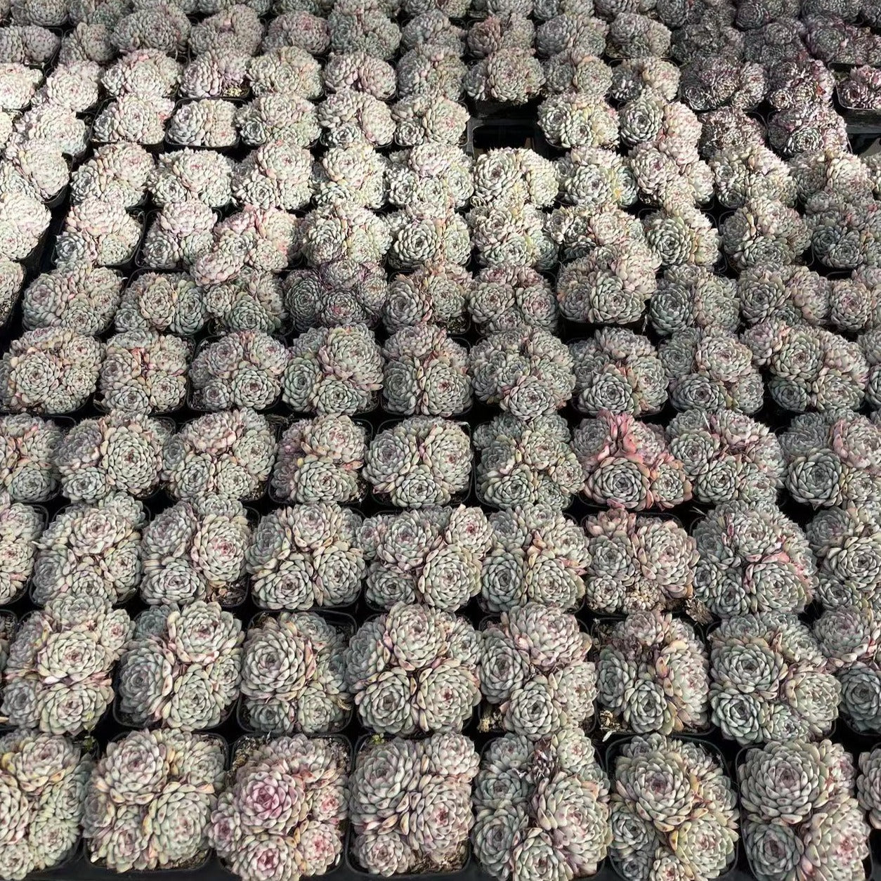 Echeveria Minima Cluster - Senyang Horticulture