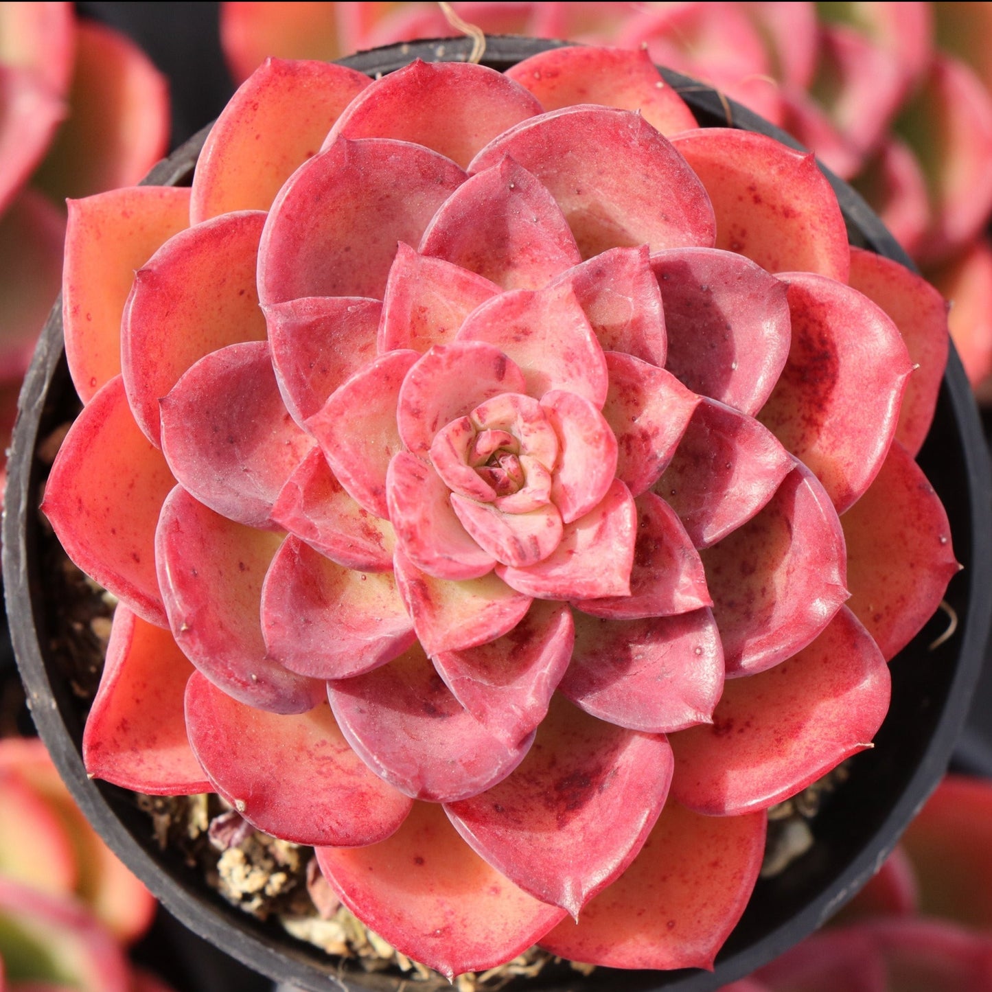 Echeveria Noble - Senyang Horticulture