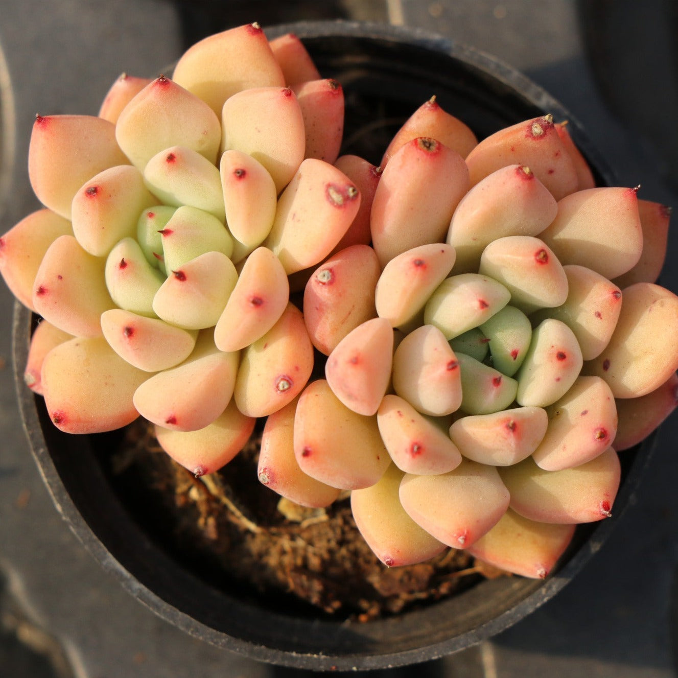 Echeveria Phantom 2 heads-Senyang Horticulture