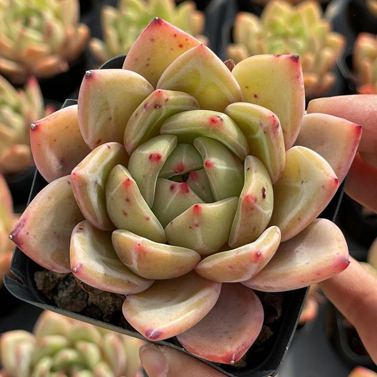 Echeveria Pink Champagne - Senyang Horticulture