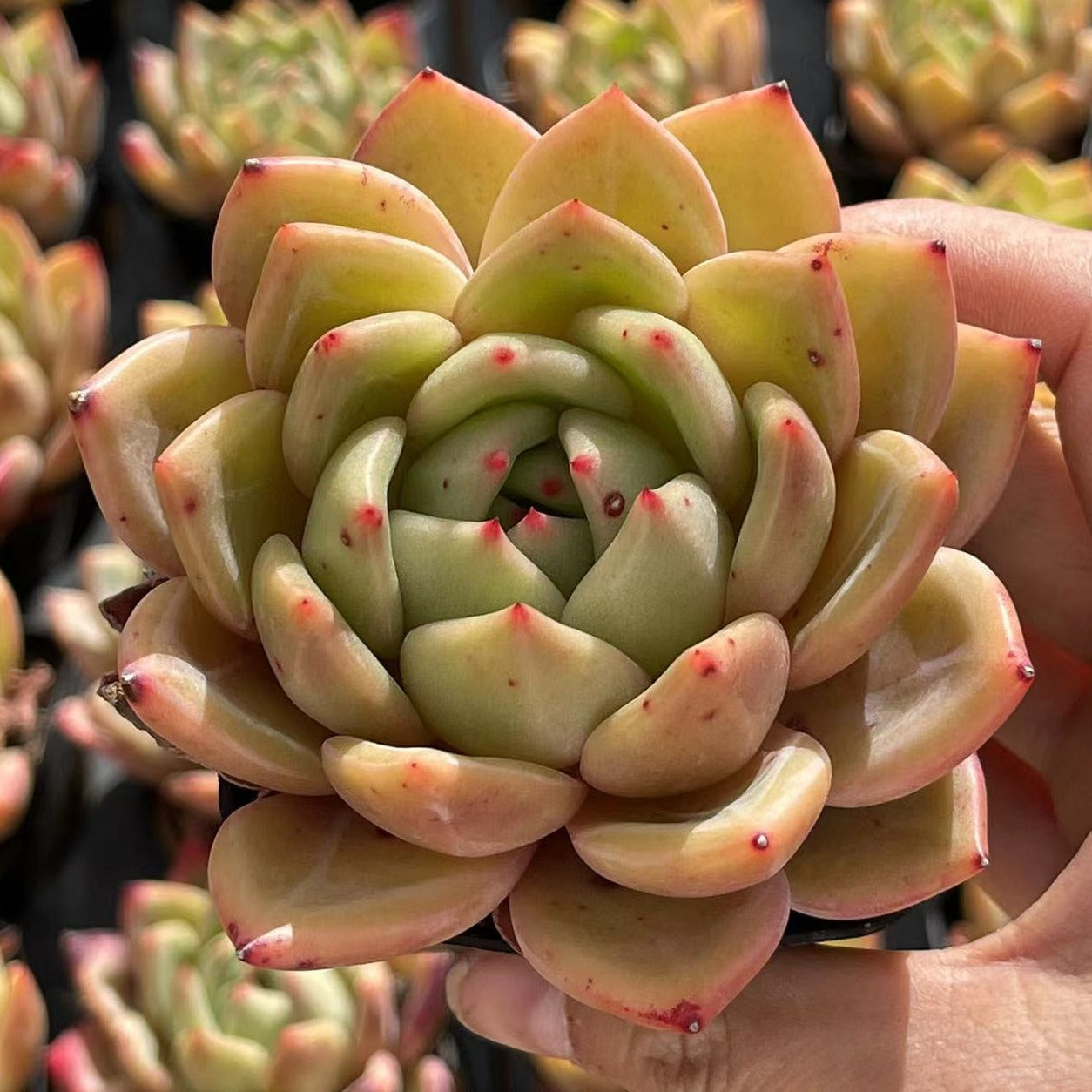 Echeveria Pink Champagne - Senyang Horticulture