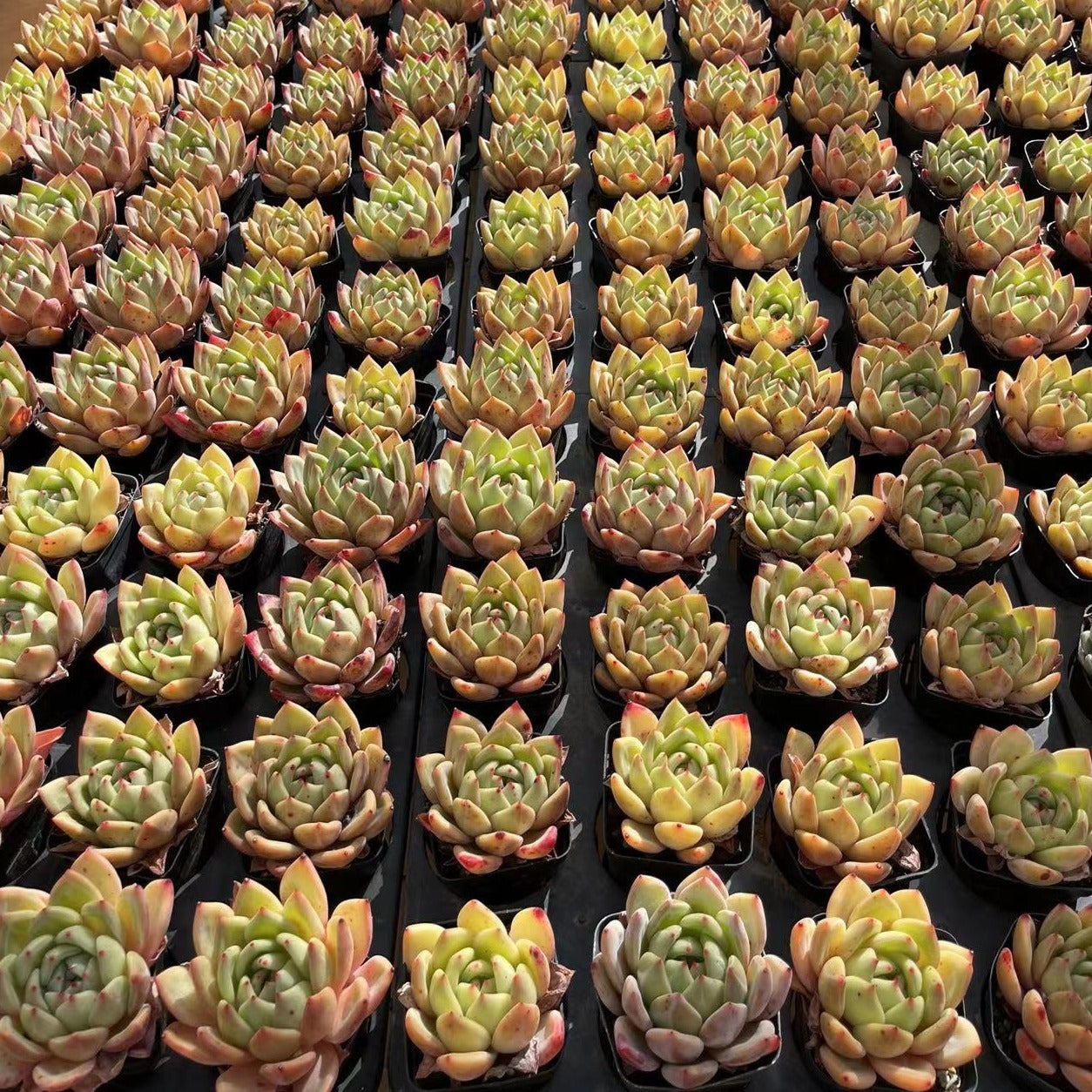 Echeveria Pink Champagne - Senyang Horticulture