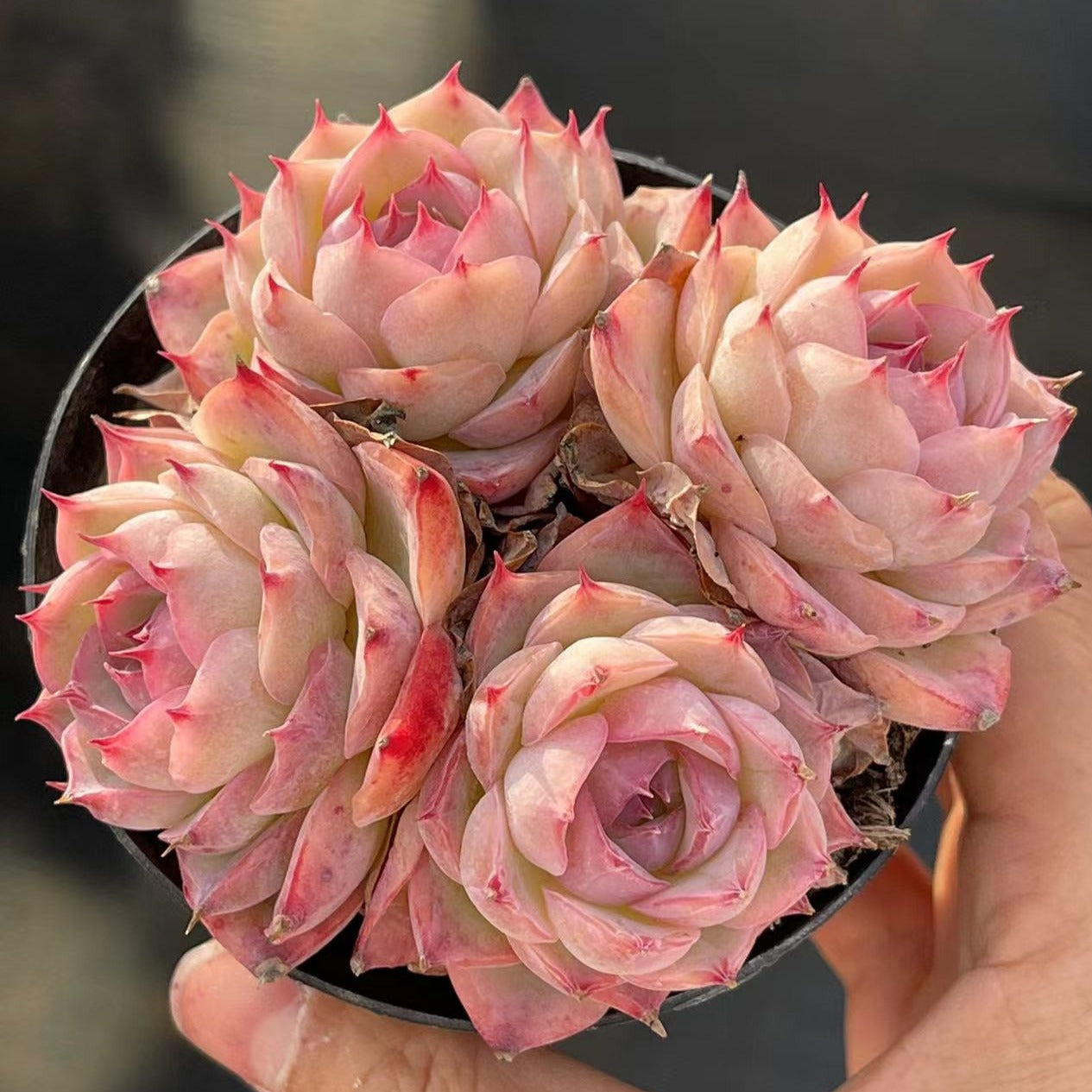 Echeveria Pink Crystal Cluster - Senyang Horticulture