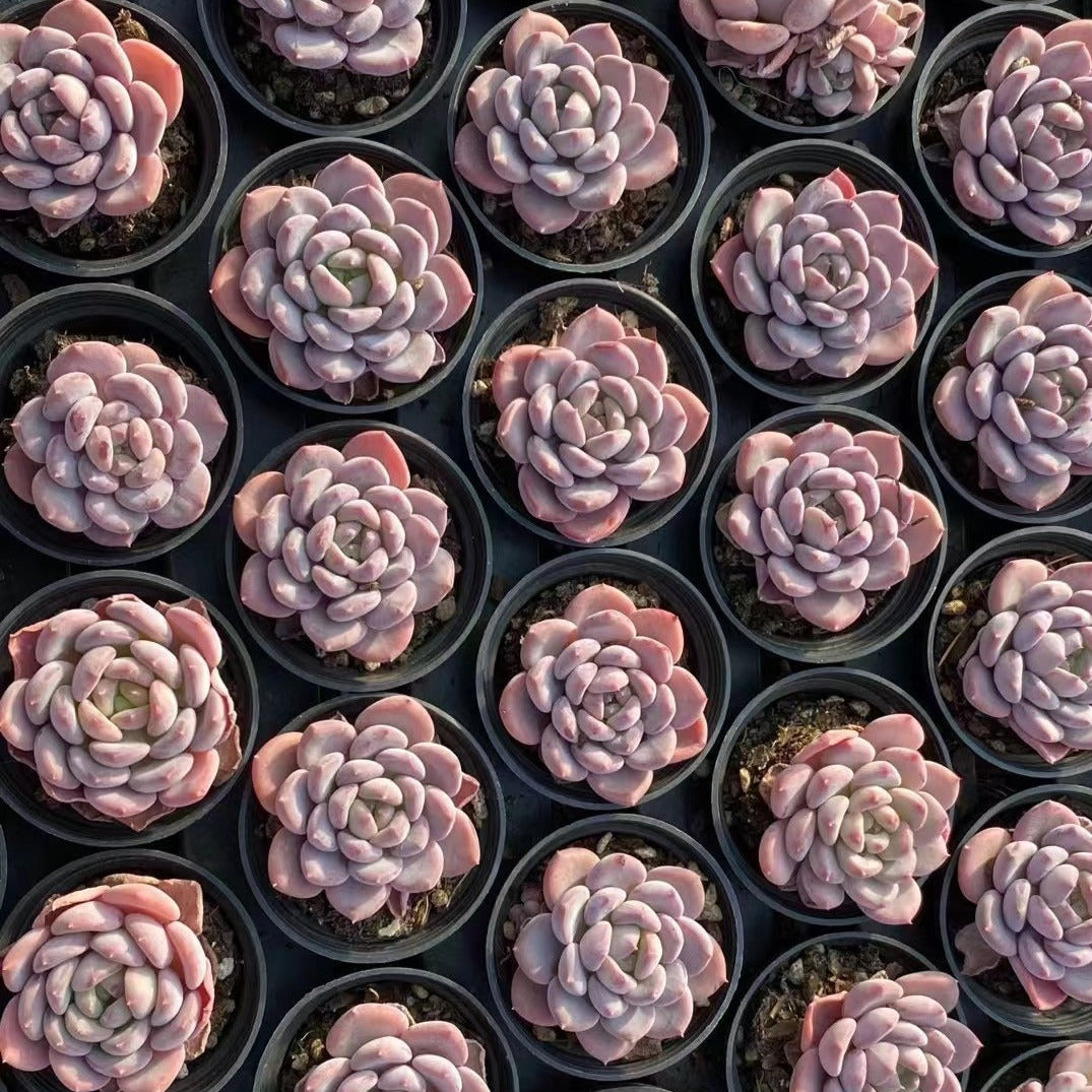 Echeveria Pink Jenny-Senyang Horticulture