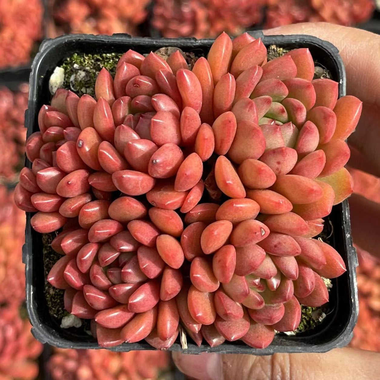 Echeveria Pink Rubby Cluster - Senyang Horticulture