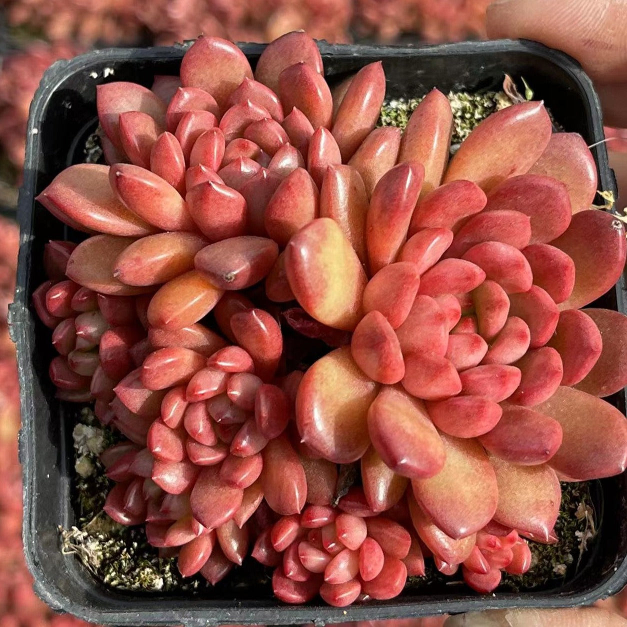 Echeveria Pink Rubby Cluster - Senyang Horticulture