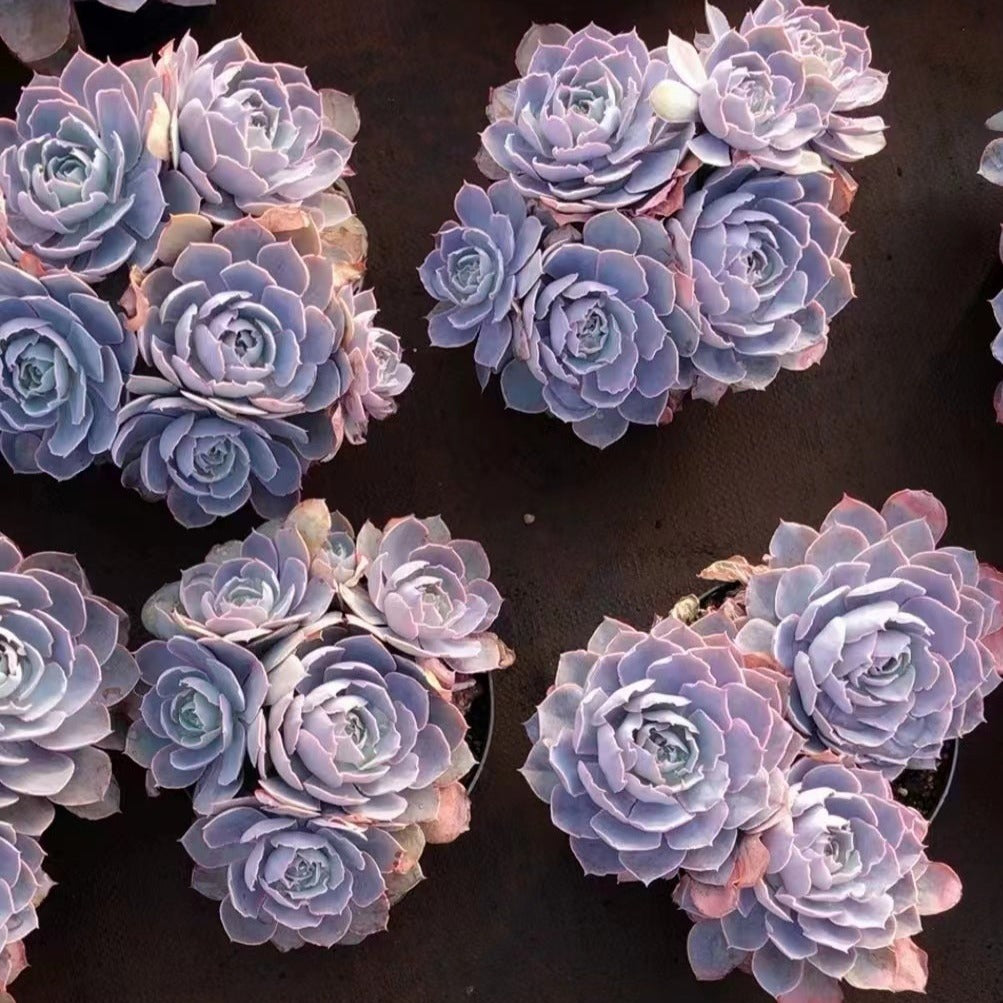 Ecehveria Pinky Cluster