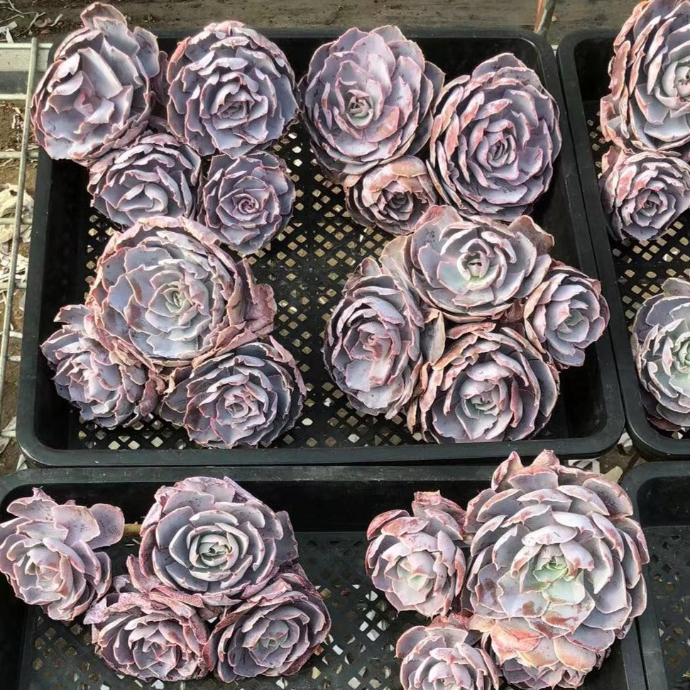 Ecehveria Pinky Cluster