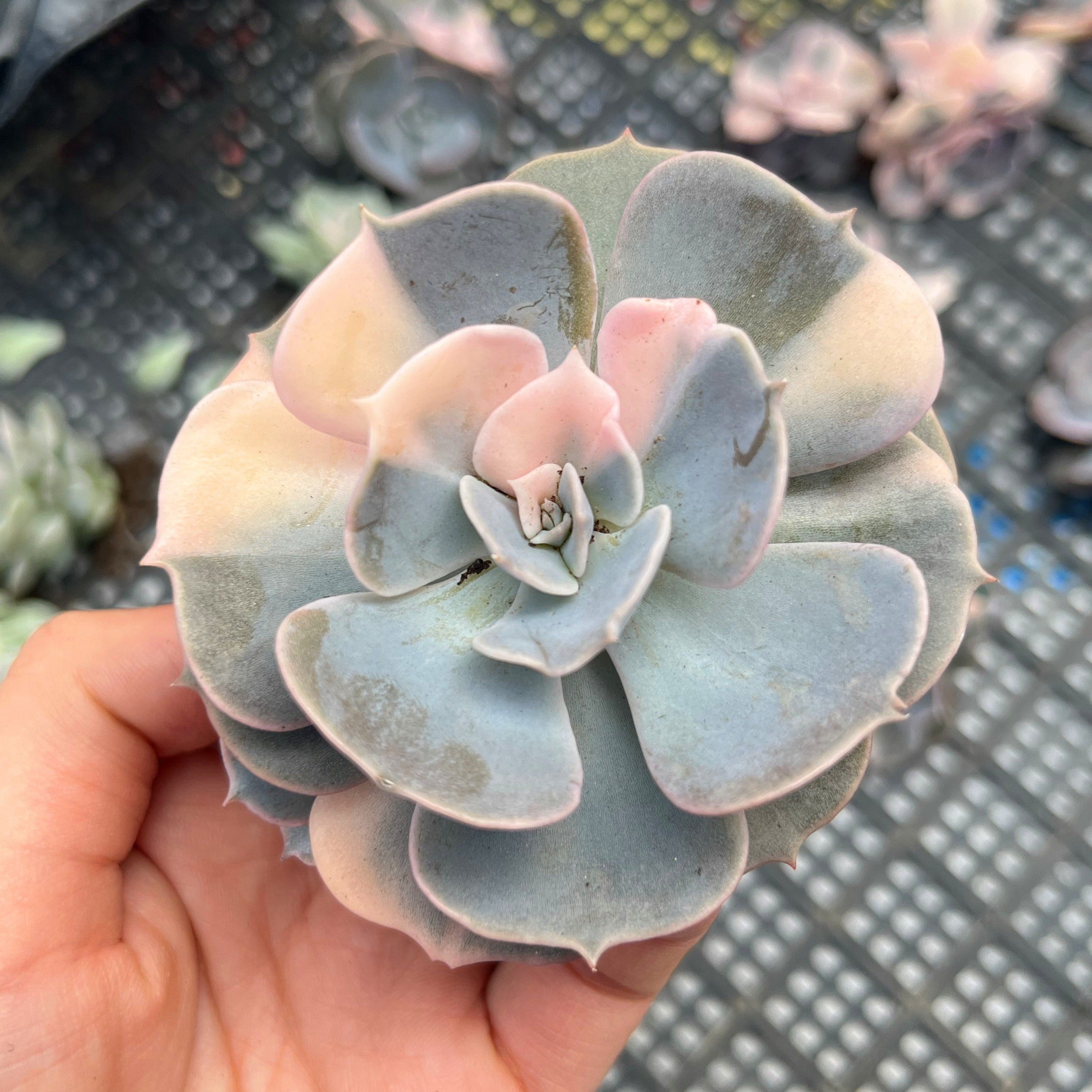 pollux succulent Echeveria Pollux variegated 7cm