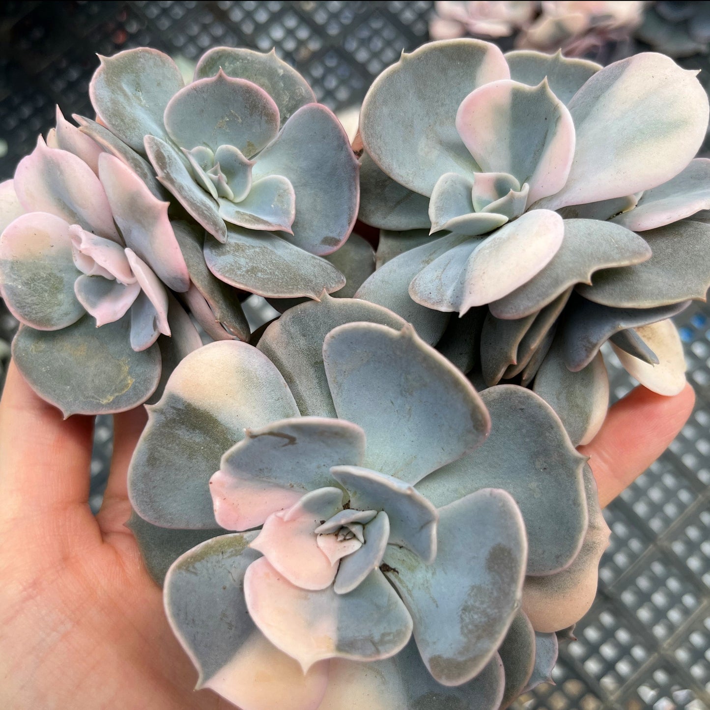 Echeveria Pollux variegated 7cm - Senyang Horticulture