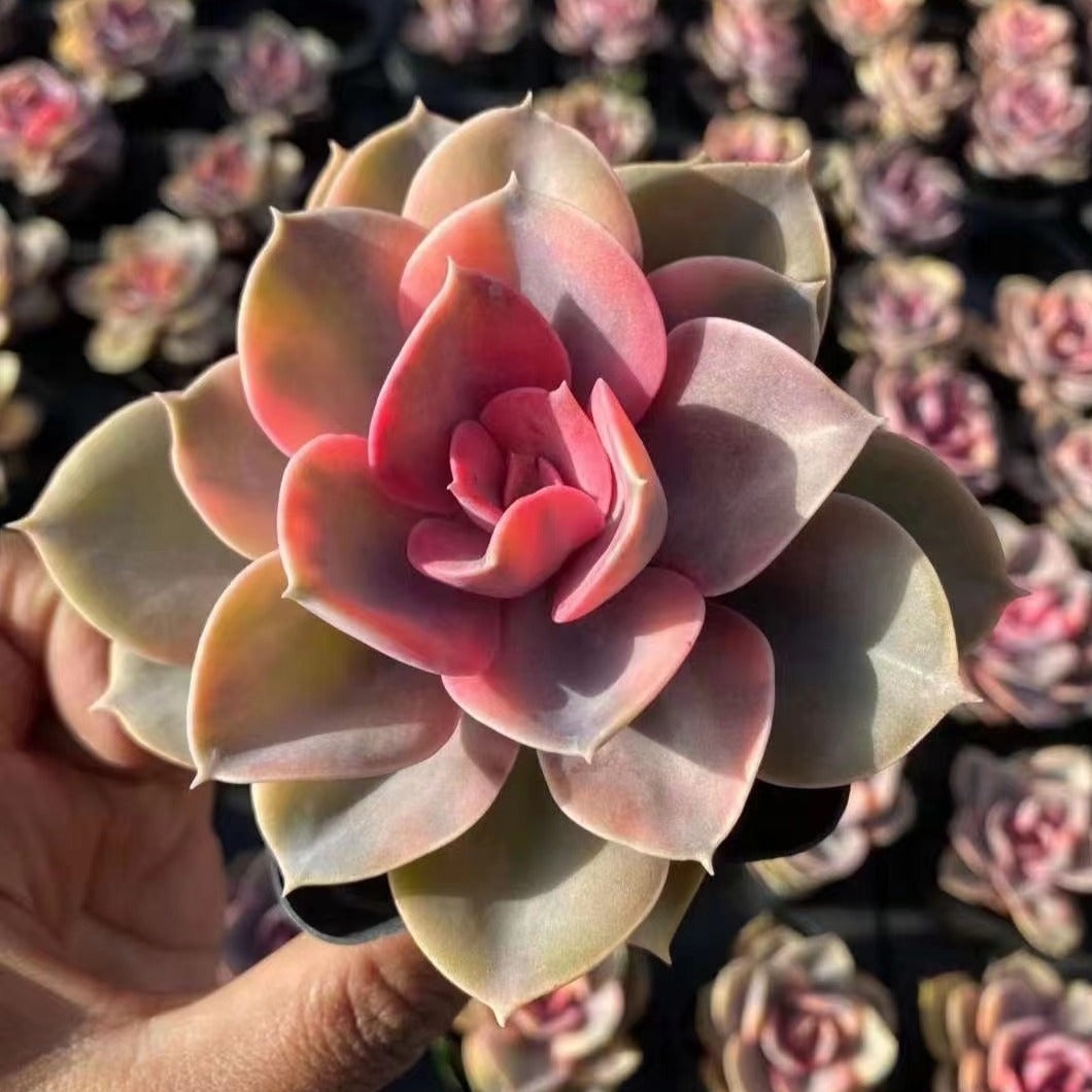 are rainbow succulents real Echeveria Rainbow 7cm – Senyang Horticulture