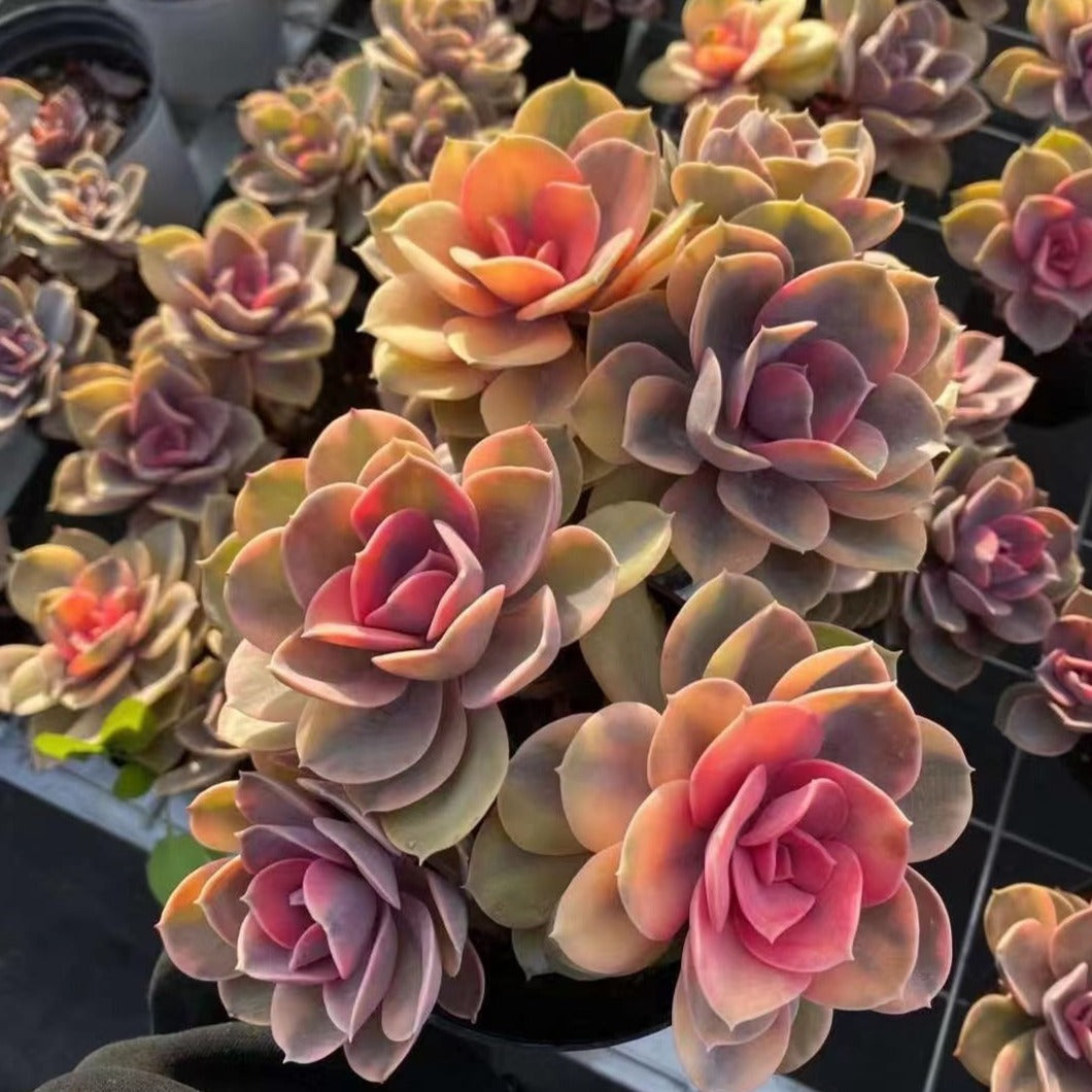 Echeveria Rainbow Cluster 3~4 heads 11cm
