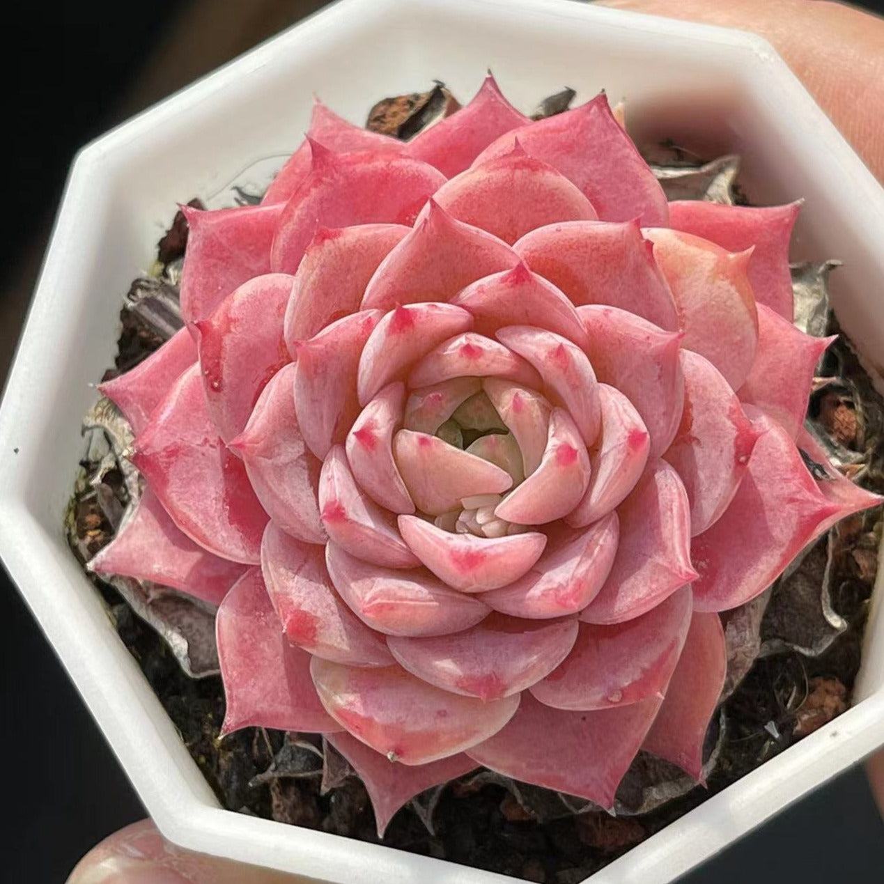 Echeveria Red Cherry - Senyang Horticulture