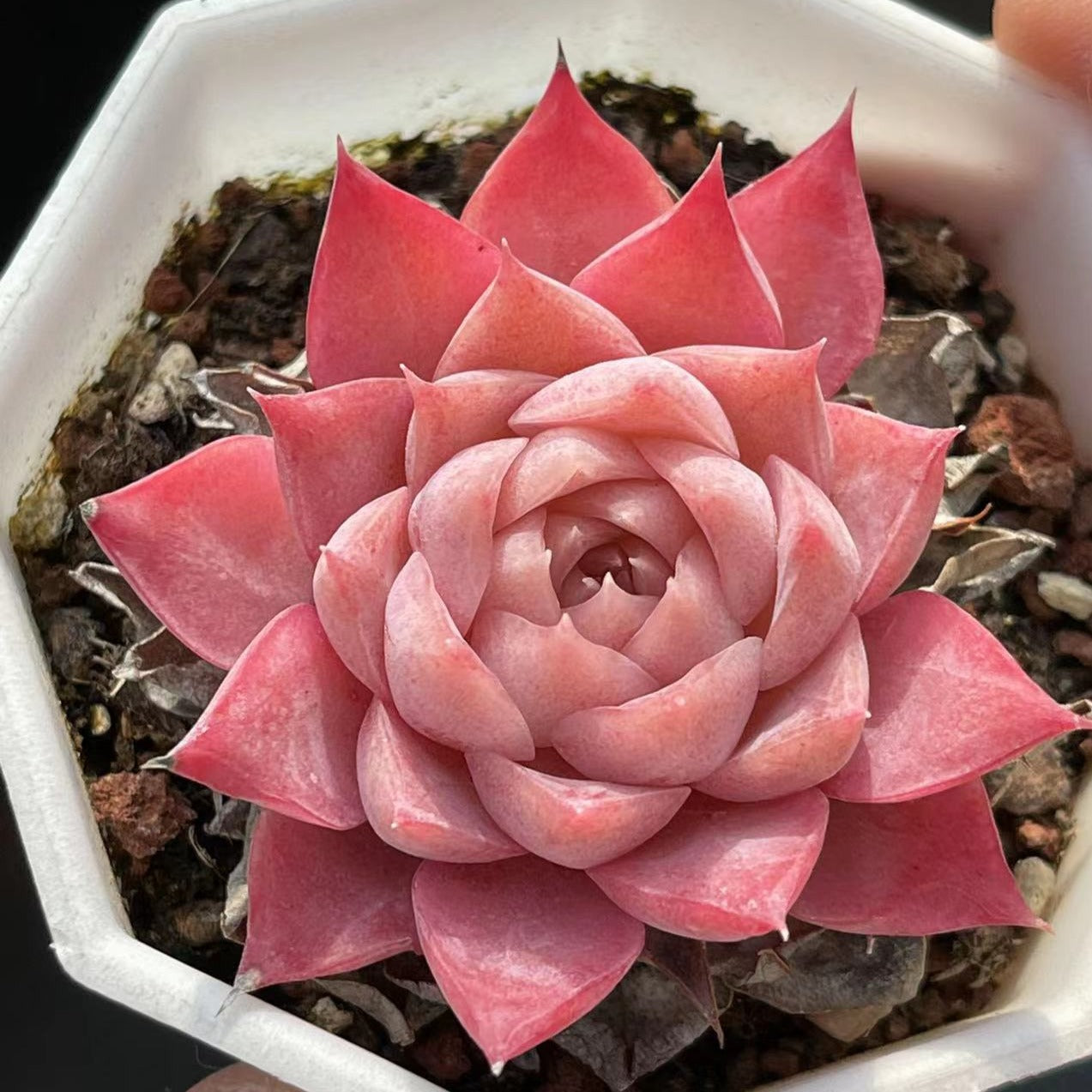Echeveria Red Cherry - Senyang Horticulture