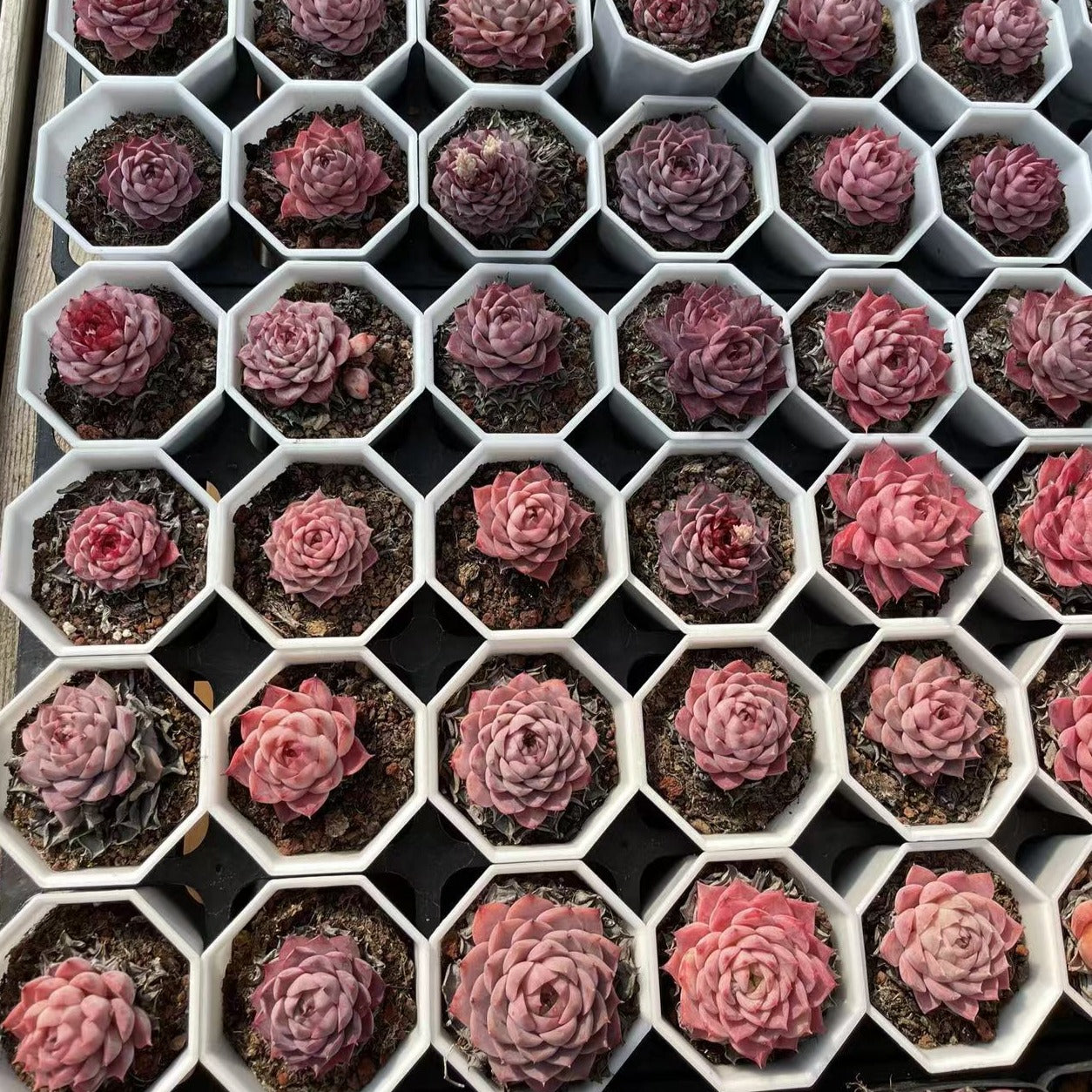Echeveria Red Cherry - Senyang Horticulture