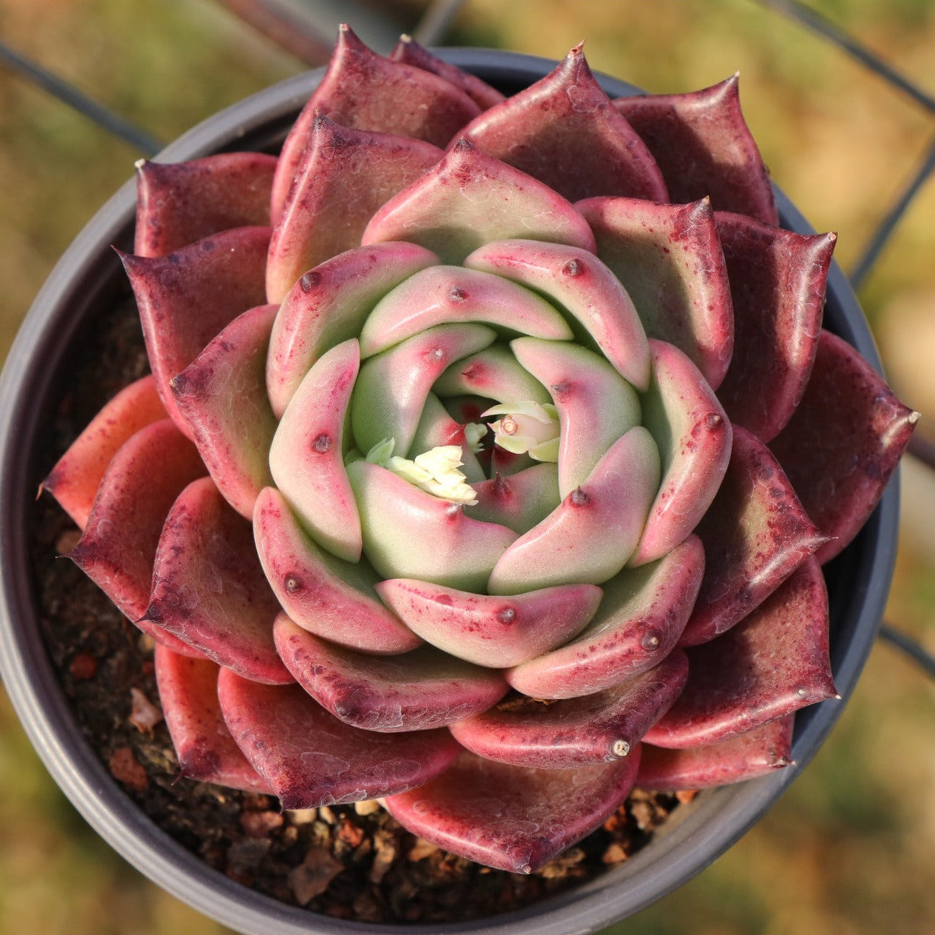 red dragon succulent Echeveria Red Dragon 7cm – Senyang Horticulture