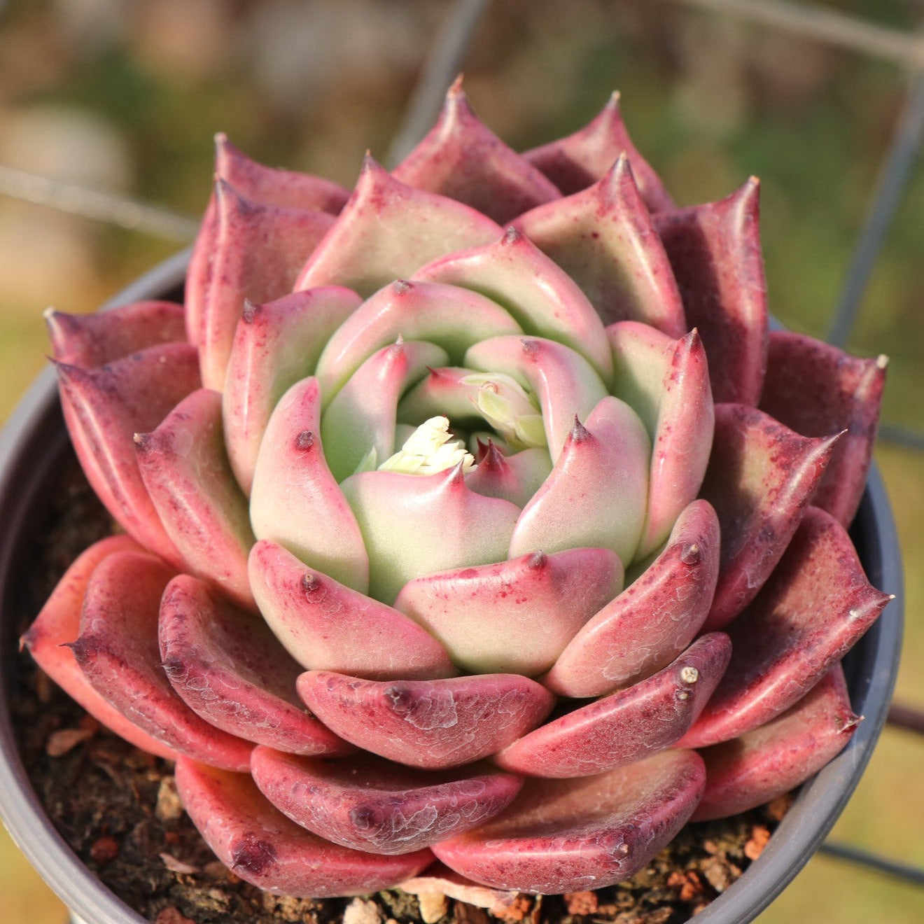 Echeveria Red Dragon - Senyang Horticulture