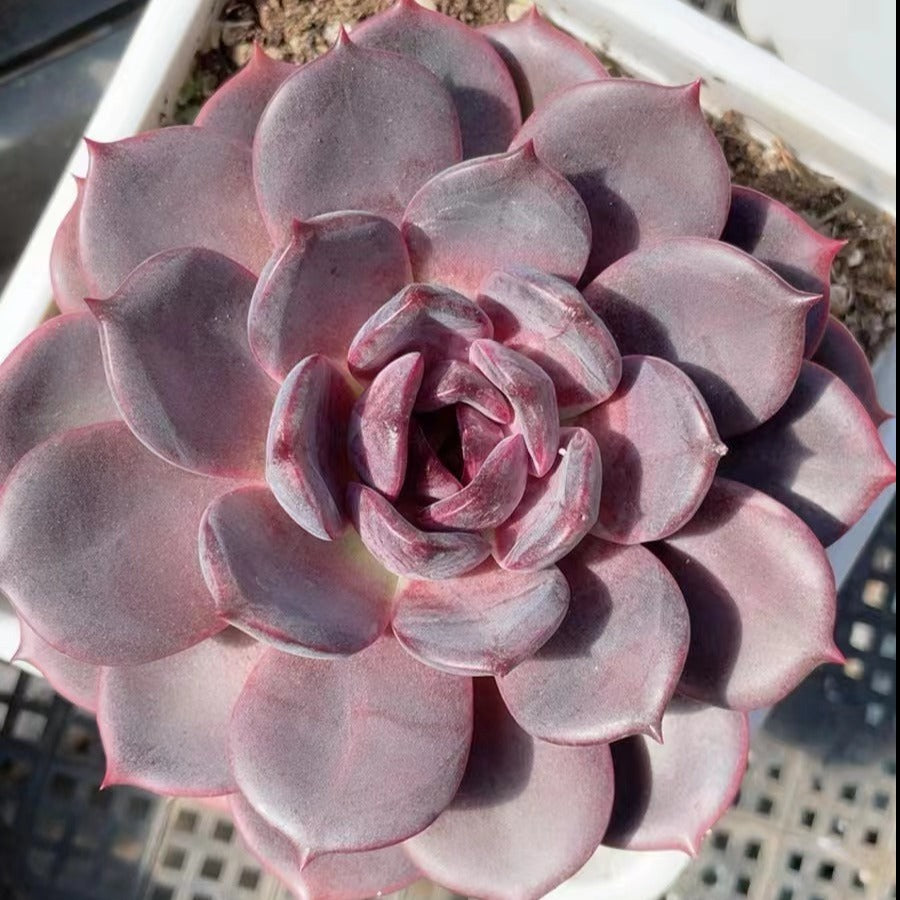Echeveria Red Light-Senyang Horticulture
