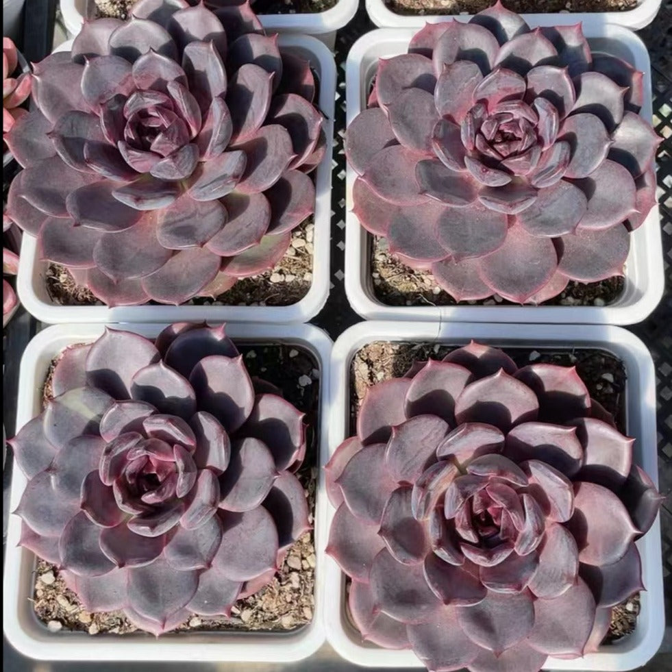 Echeveria Red Light-Senyang Horticulture