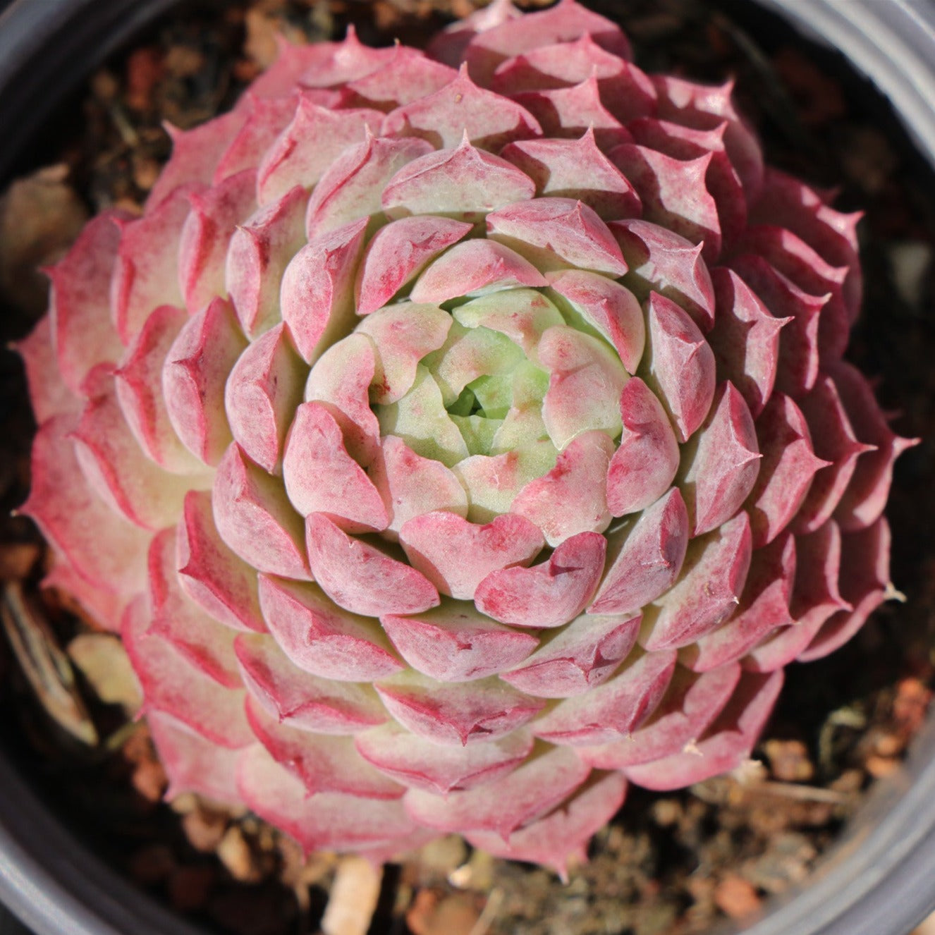 Echeveria Red Hole - Senyang Horticulture