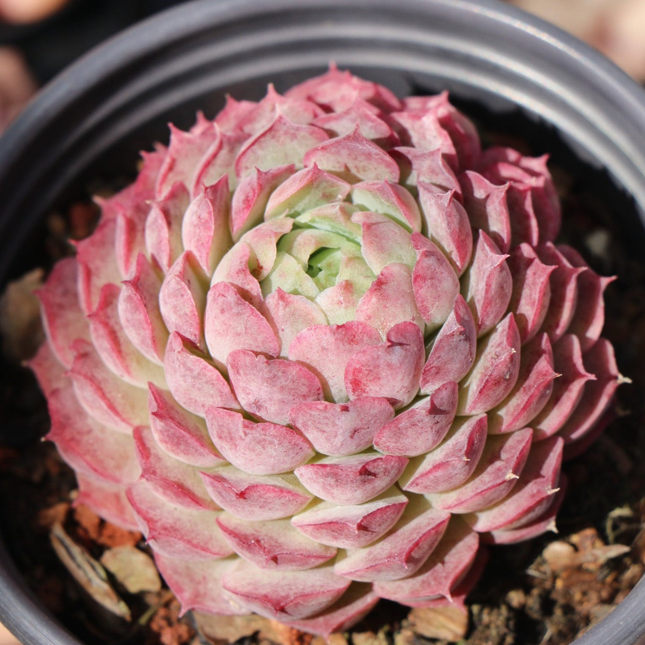 Echeveria Red Hole - Senyang Horticulture