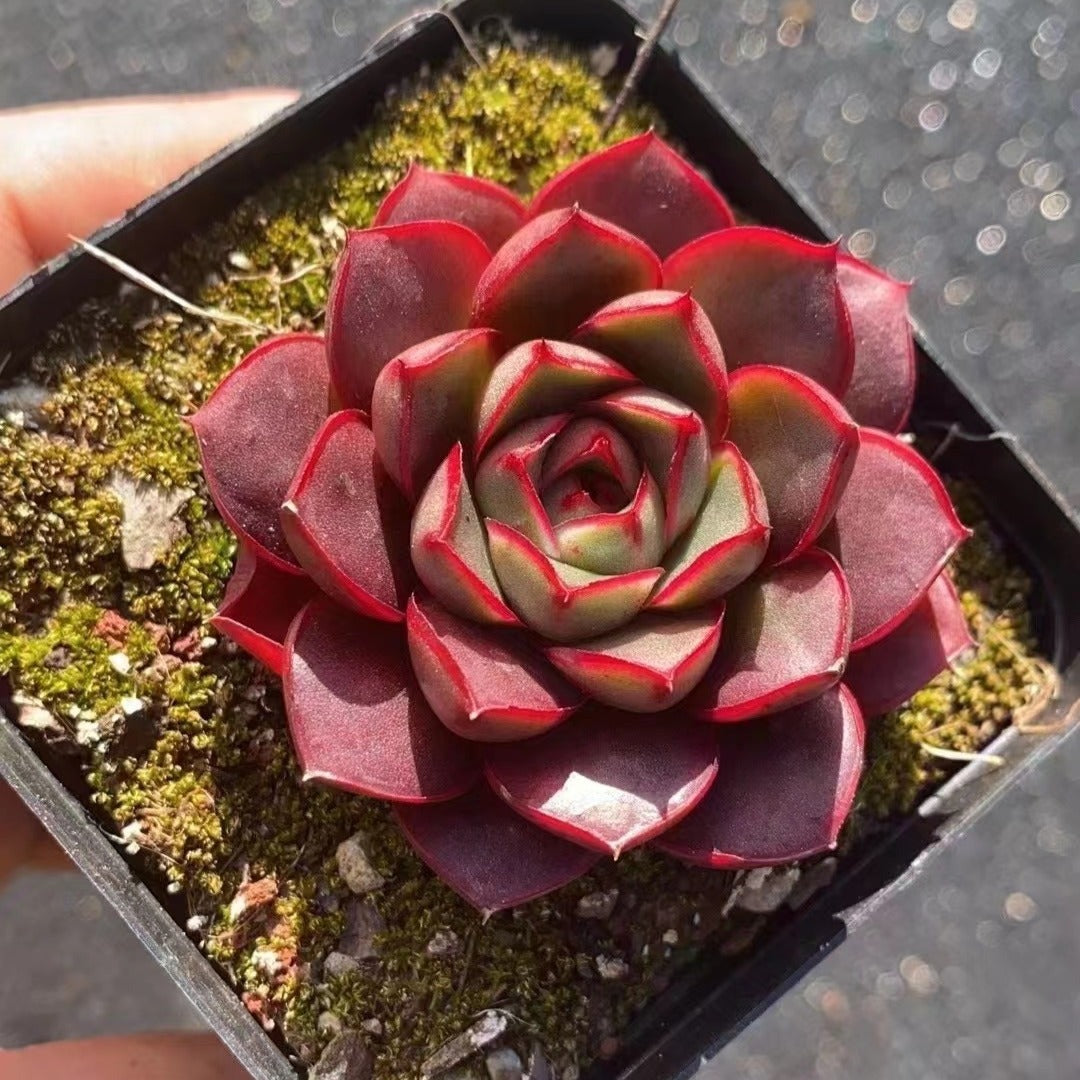 Echeveria Roberto - Senyang Horticulture