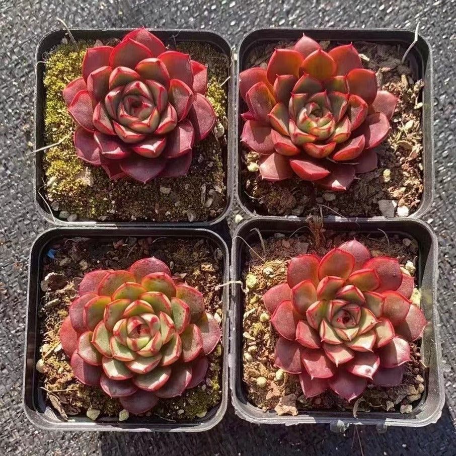 Echeveria Roberto - Senyang Horticulture