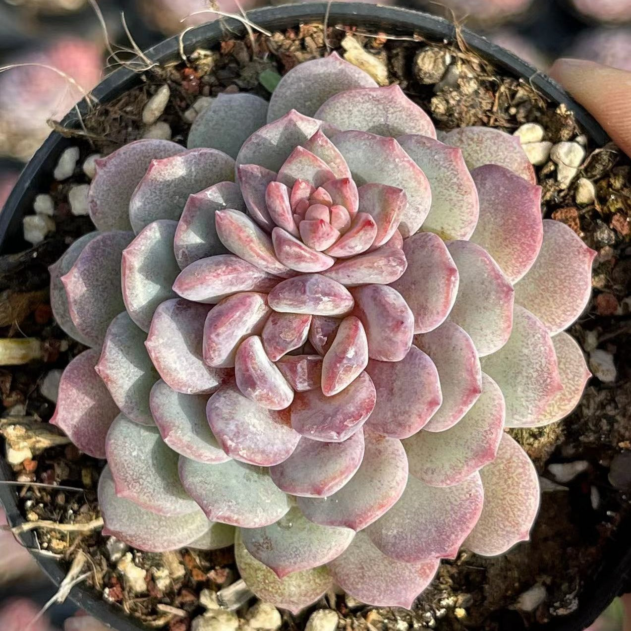 Echeveria Robin - Senyang Horticulture