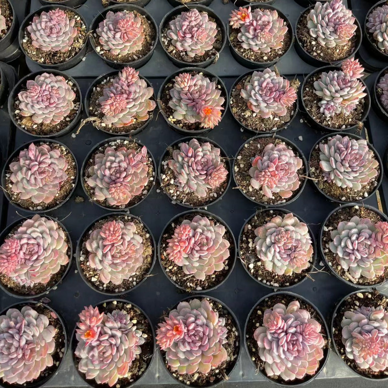 Echeveria Robin - Senyang Horticulture