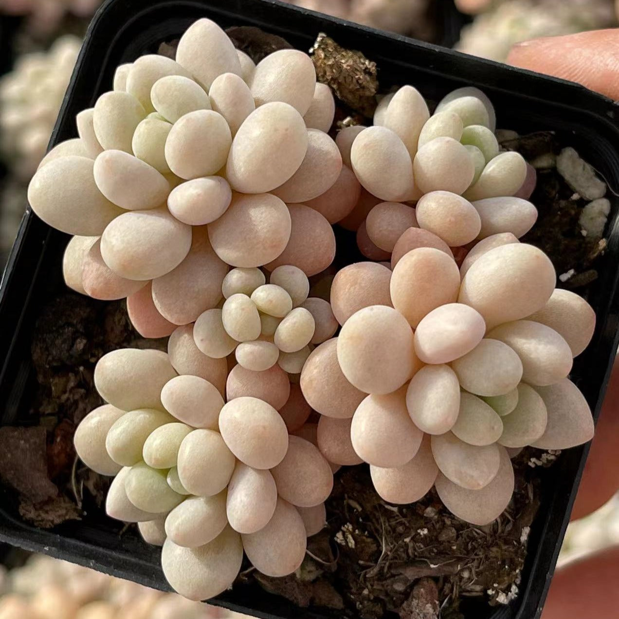 Echeveria Rococo Cluster - Senyang Horticulture