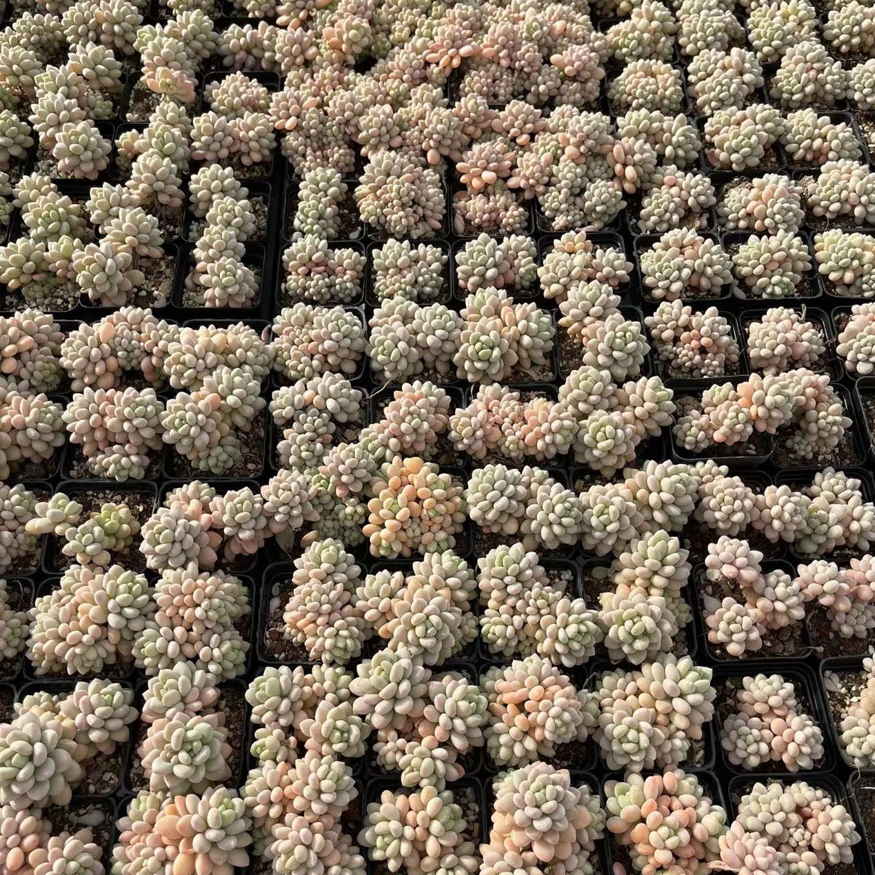 Echeveria Rococo Cluster - Senyang Horticulture