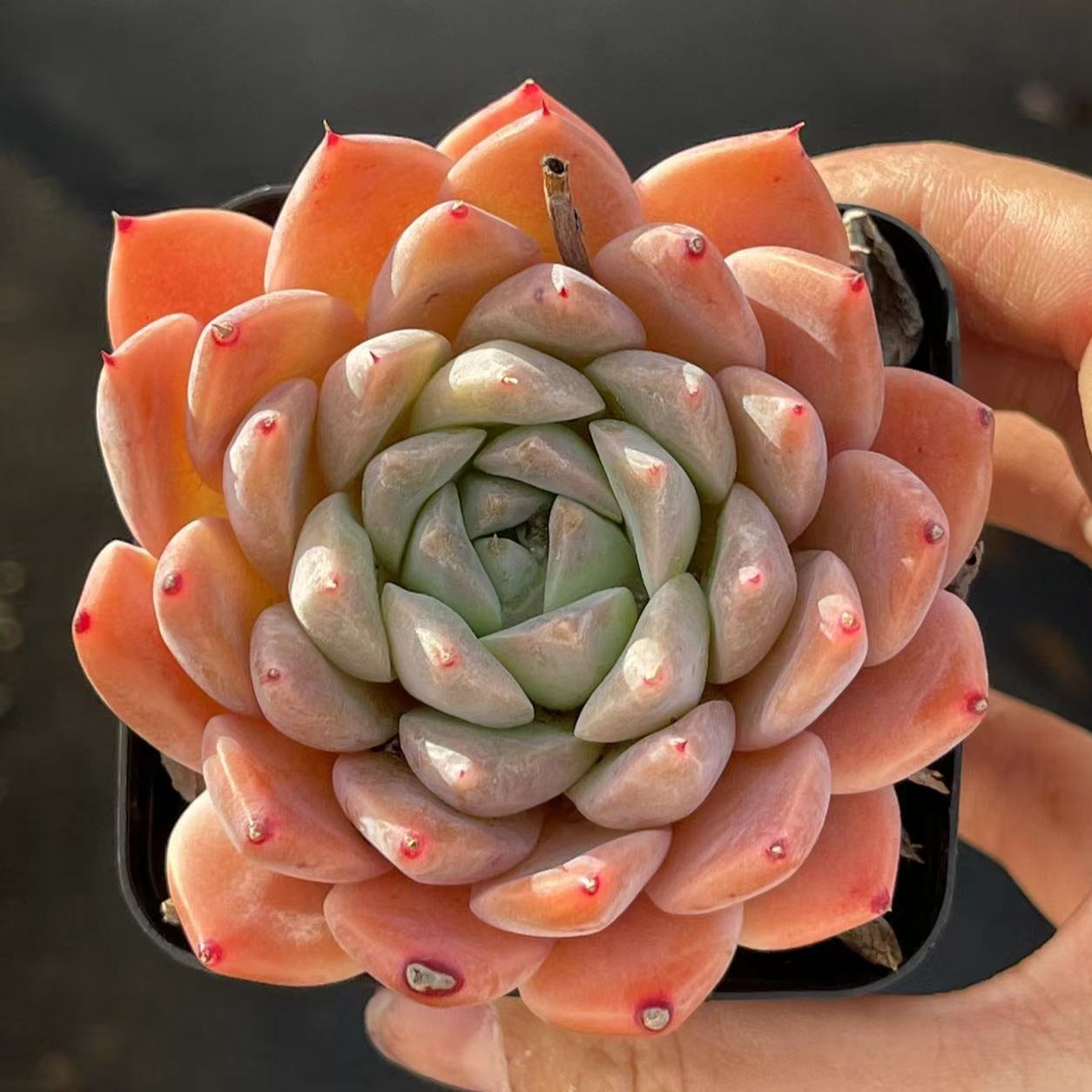 Echeveria RuMengLing - Senyang Horticulture
