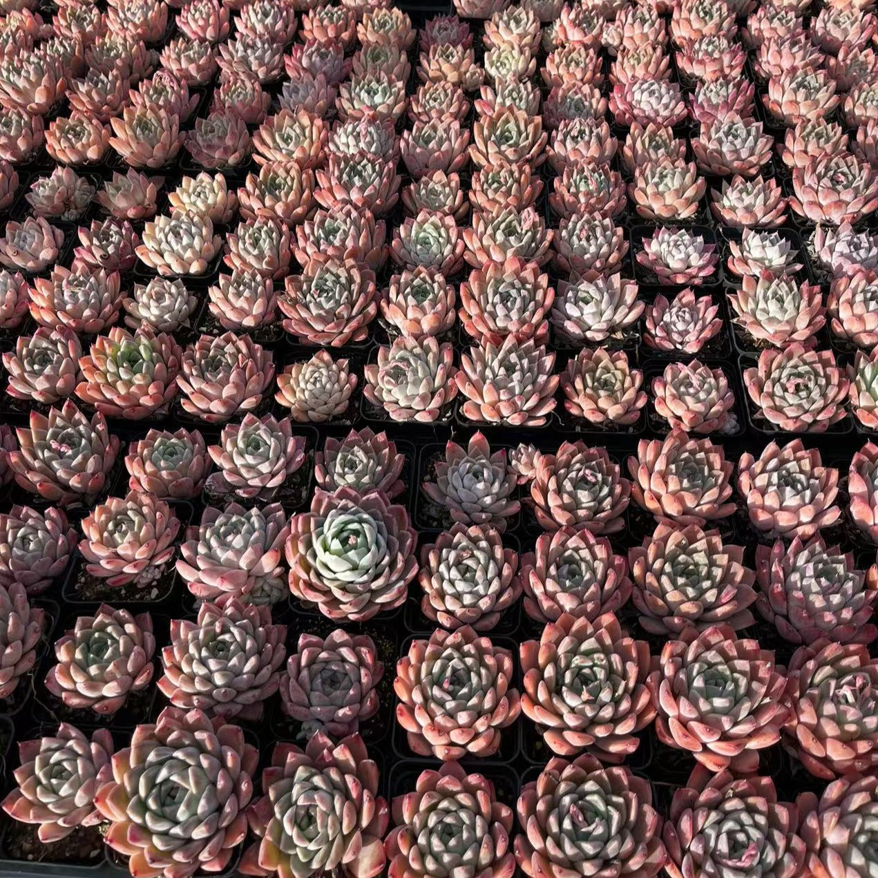 Echeveria RuMengLing - Senyang Horticulture