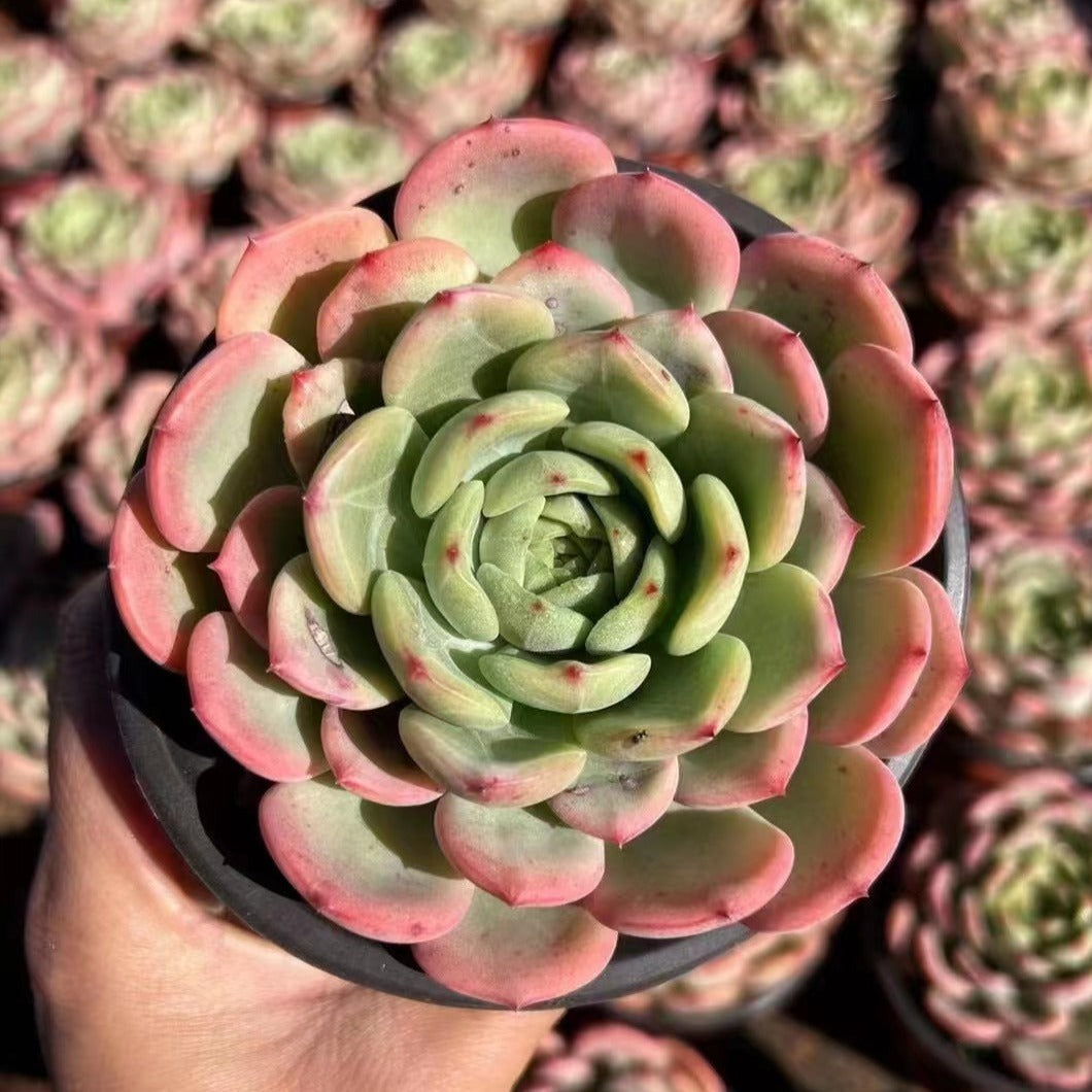 succulent salmon Echeveria Salmon 12cm – Senyang Horticulture