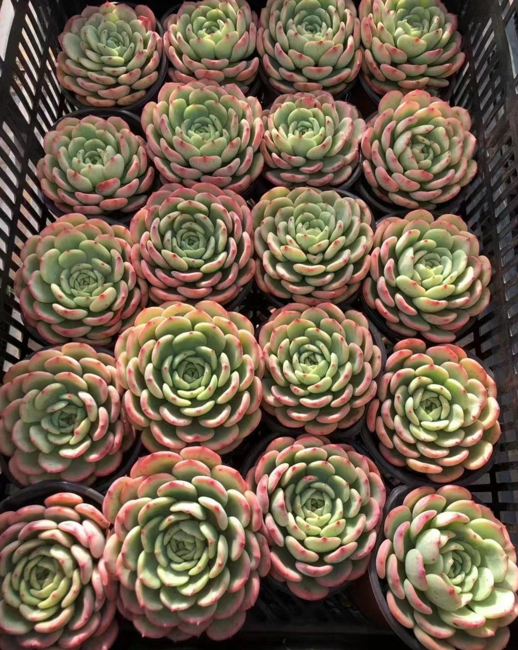 Echeveria Salmon - Senyang Horticulture