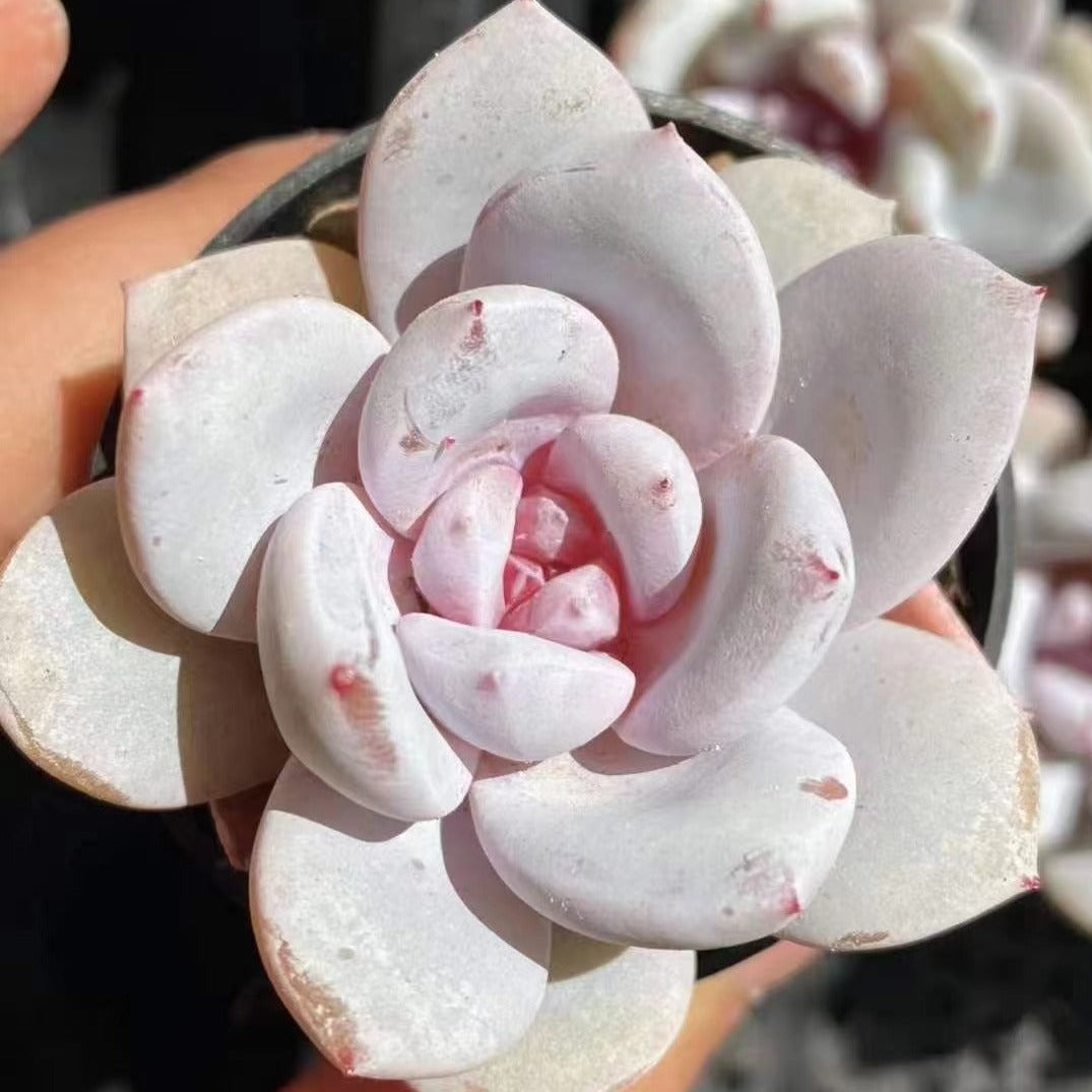 echeveria laui succulent Echeveria Snoa Angel / Echeveria Laui x Monroe 7cm – Senyang Horticulture
