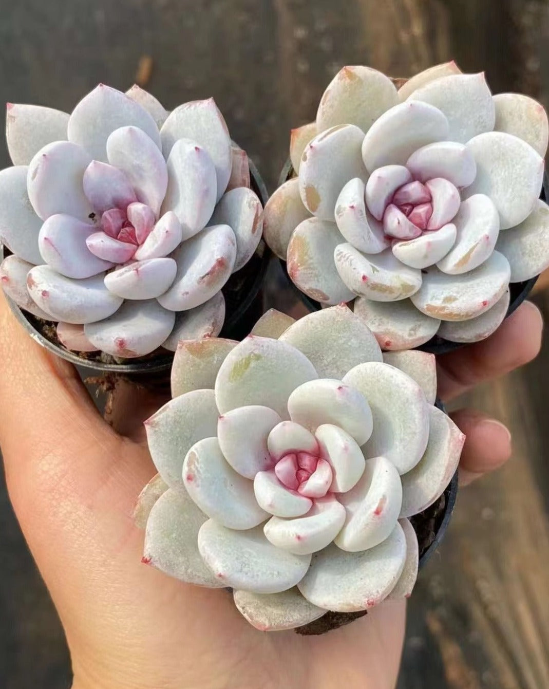 Echeveria Snoa Angel / Echeveria Laui x Monroe 7cm