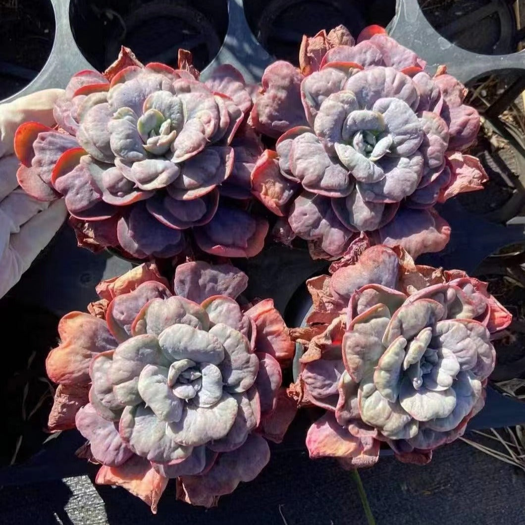 Echeveria Star Moon with Tumor 11cm