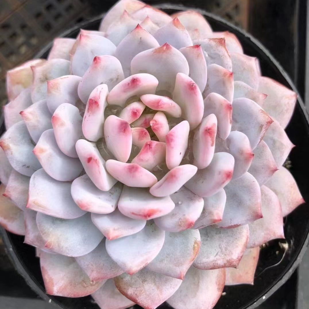 orange echeveria succulent Echeveria Star Orange (Echeveria Monroe hybrid)