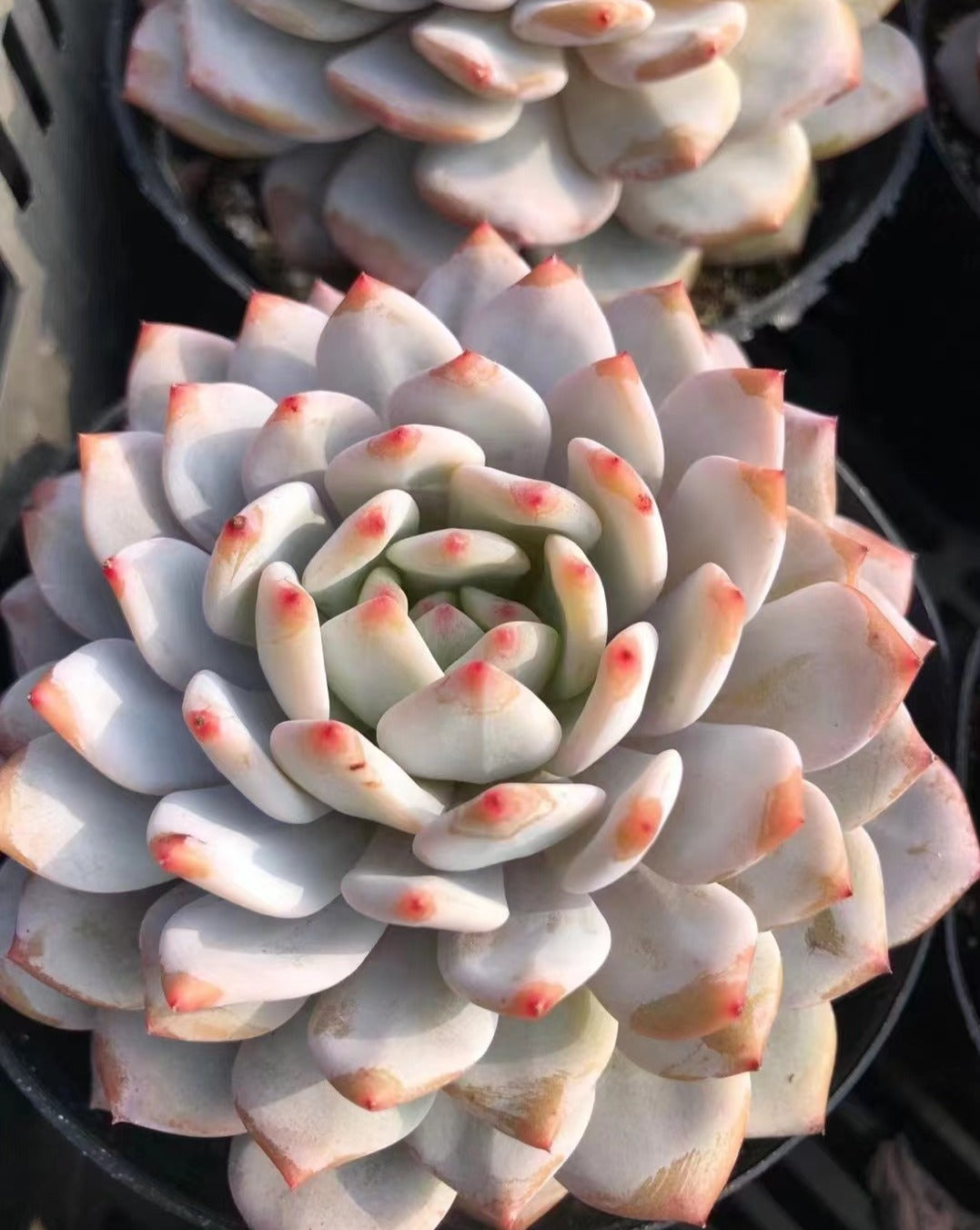 Echeveria Star Orange (Echeveria Monroe hybrid)