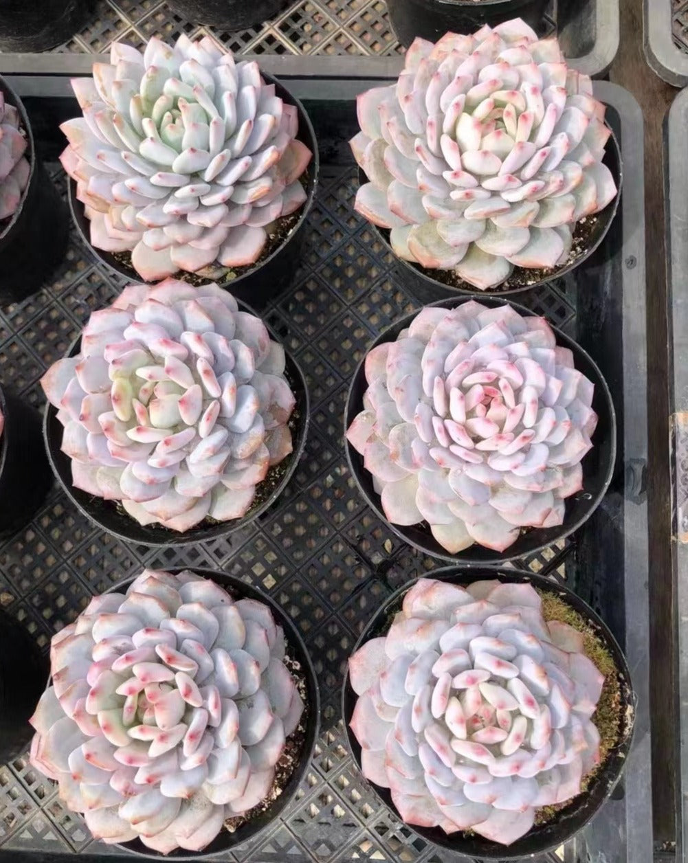 Echeveria Star Orange (Echeveria Monroe hybrid)