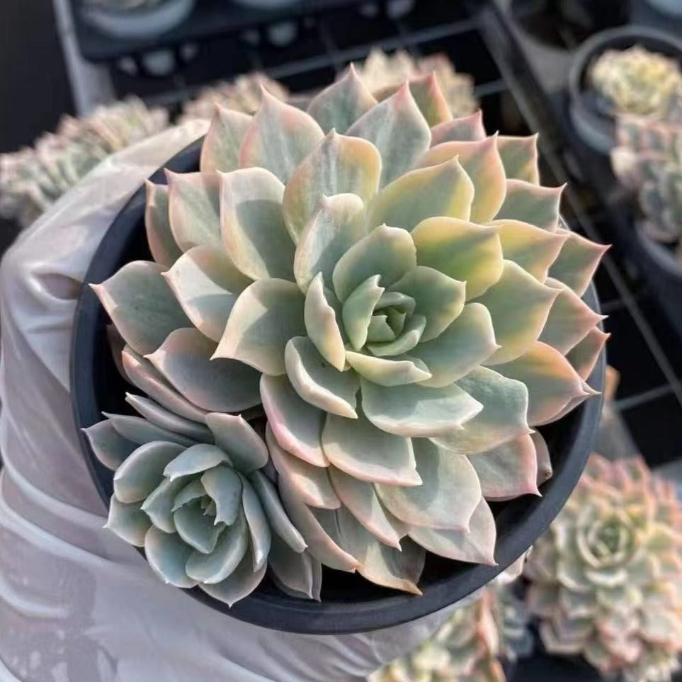 echeveria subsessilis succulent Echeveria Subsessilis Variegated 11cm – Senyang Horticulture