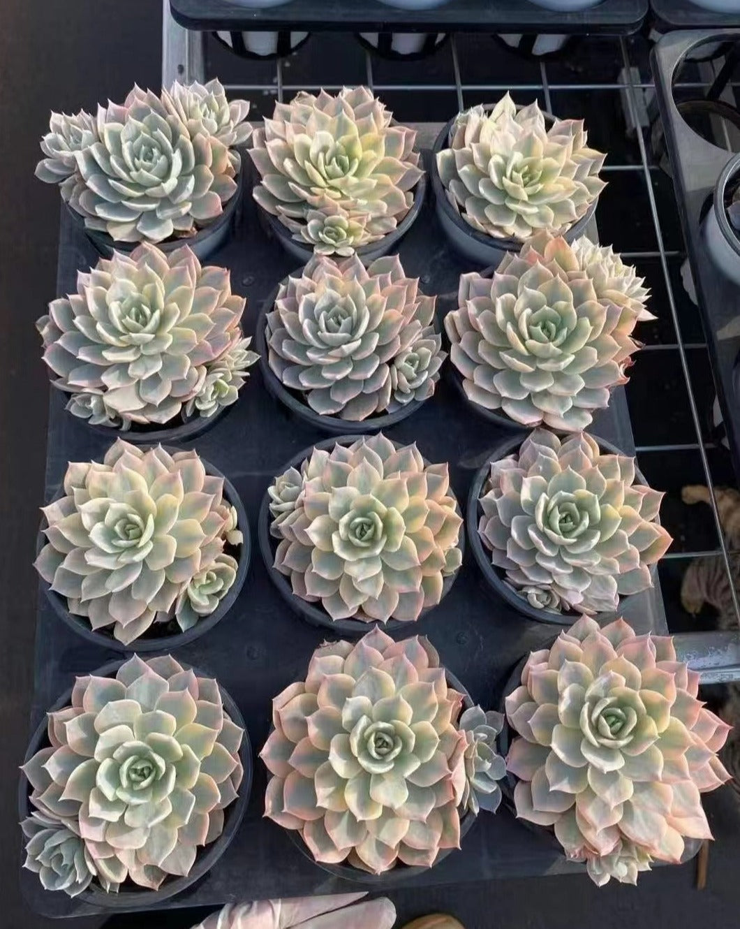 Echeveria Subsessilis Variegated 11cm