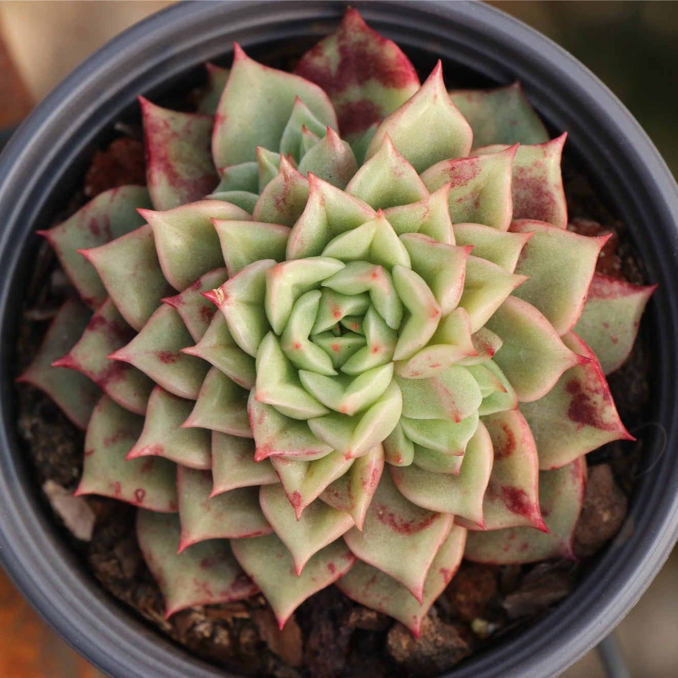 Echeveria Tesla-Senyang Horticulture