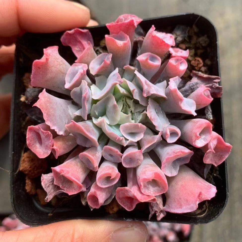 Echeveria Trumpet Pinky - Senyang Horticulture