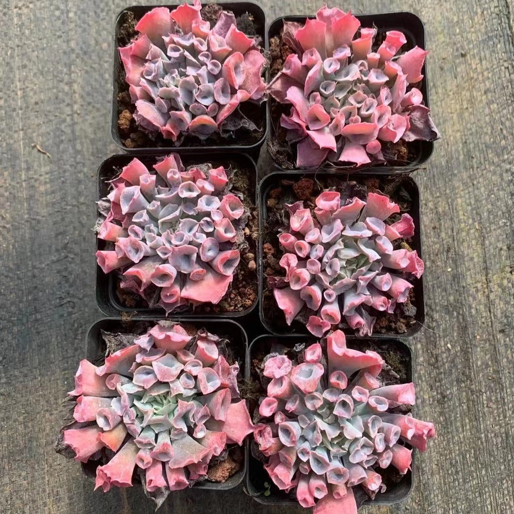 Echeveria Trumpet Pinky - Senyang Horticulture