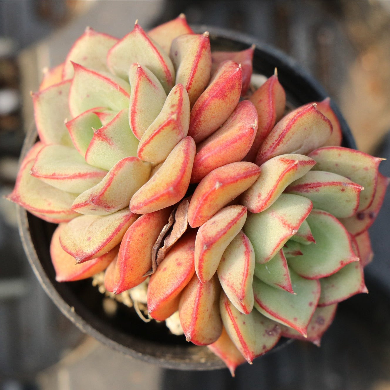 Echeveria White Whale Cluster-Senyang Horticulture