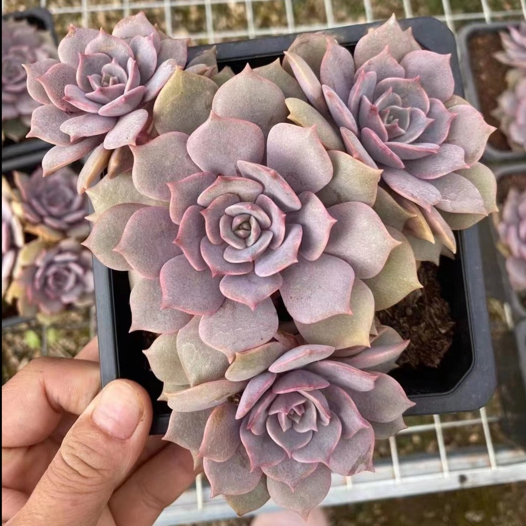 succulent cluster Echeveria Ziji Cluster 10cm – Senyang Horticulture